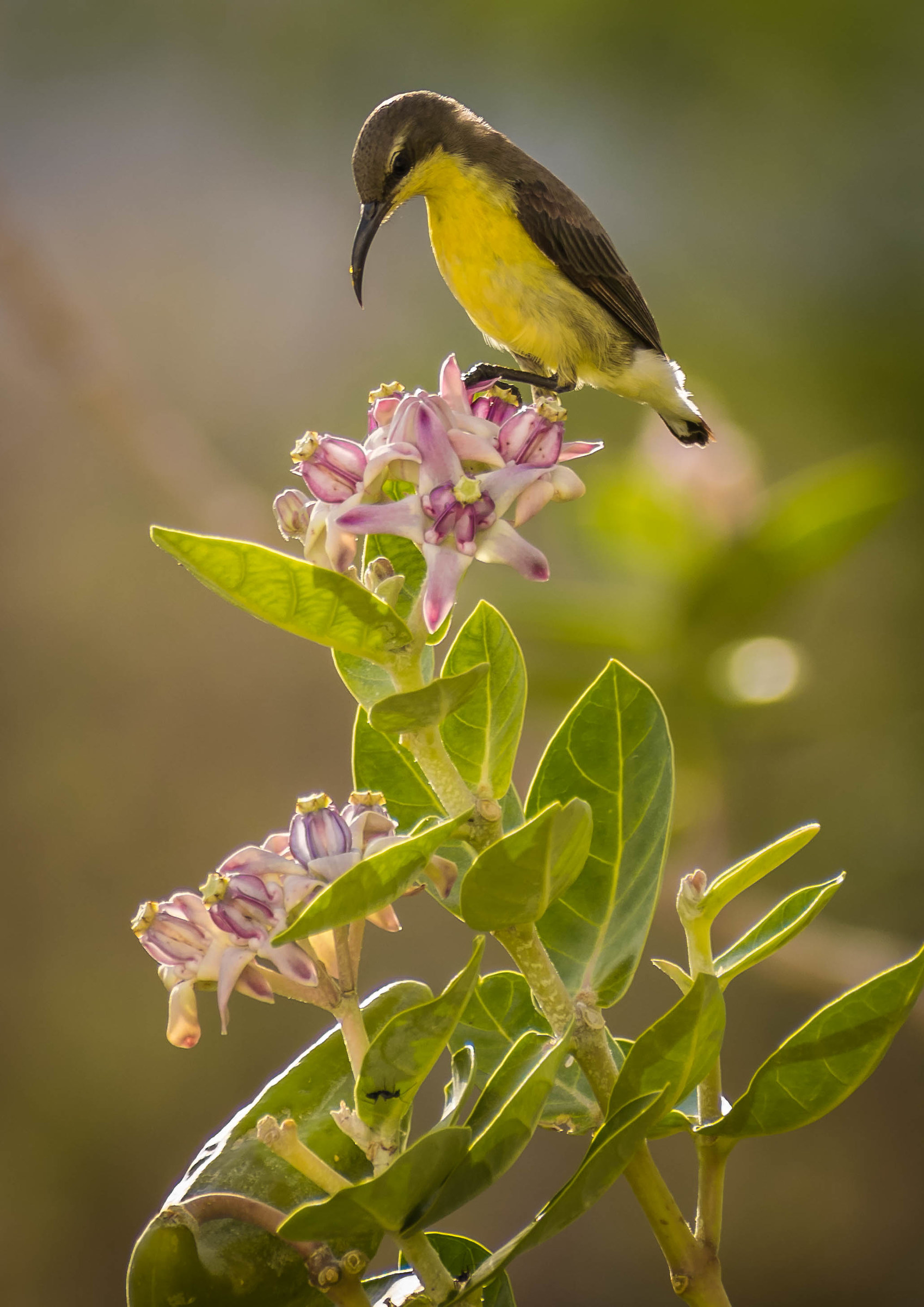 Sunbird