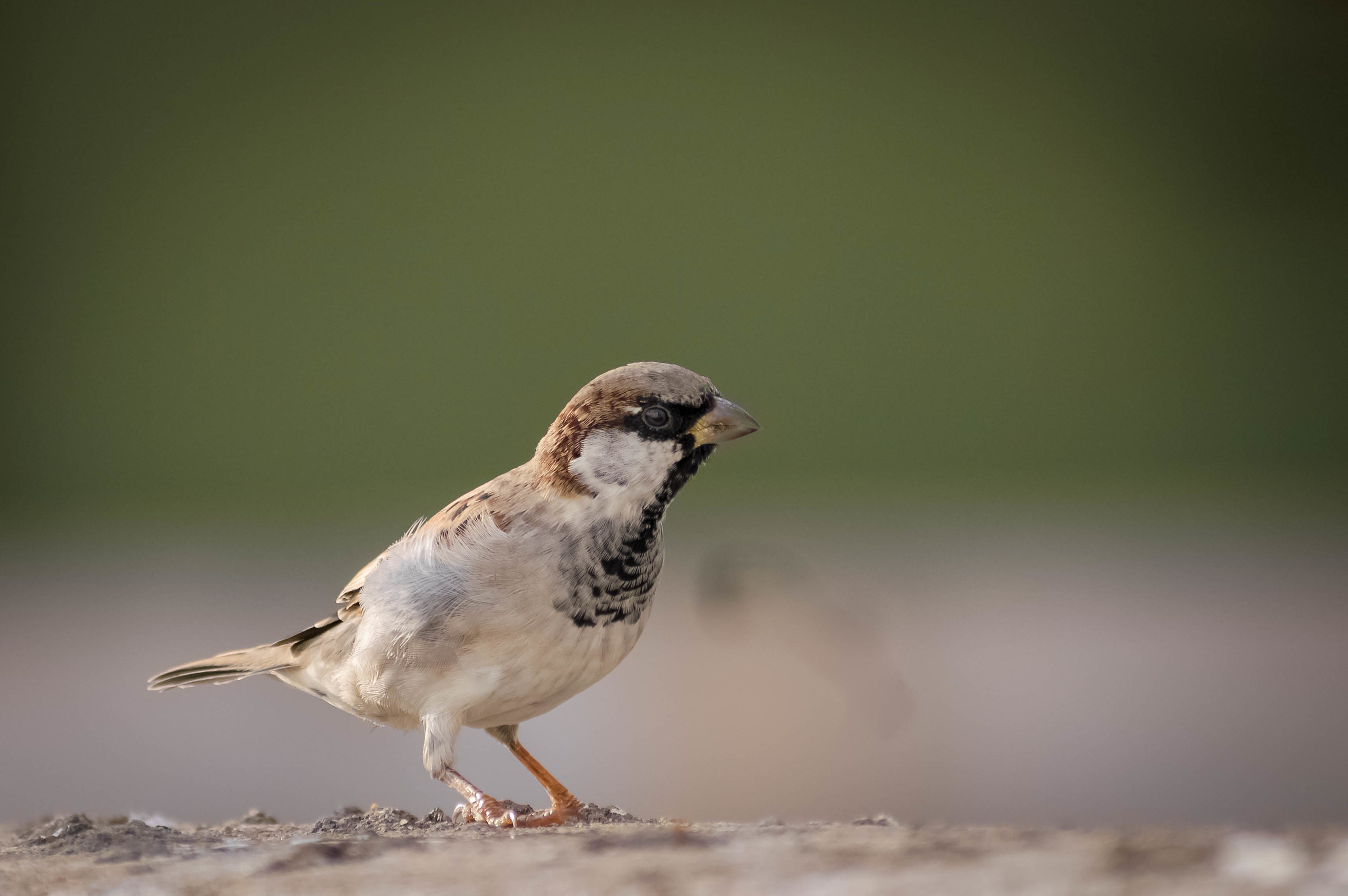 House Sparrow