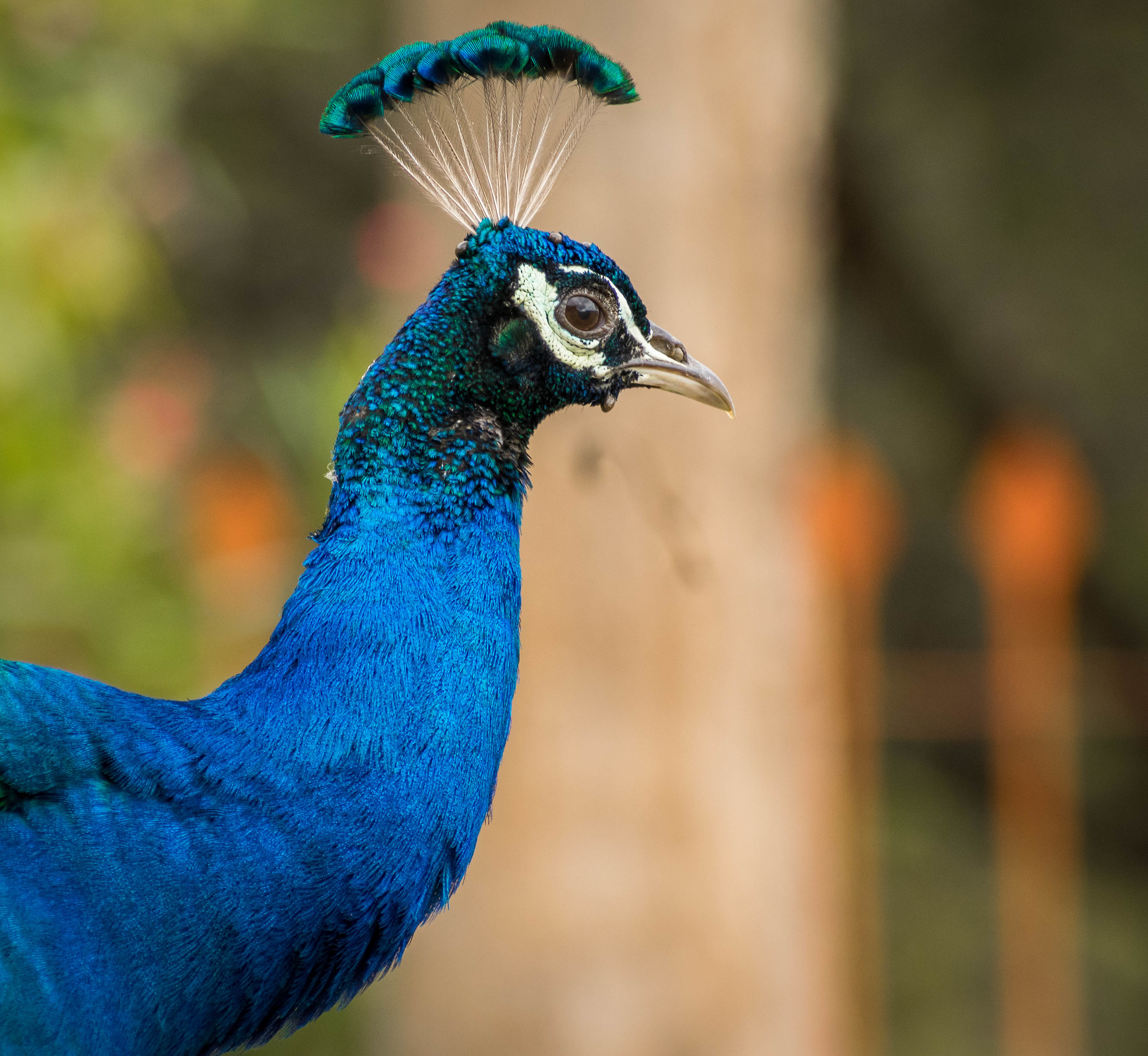 Peacock