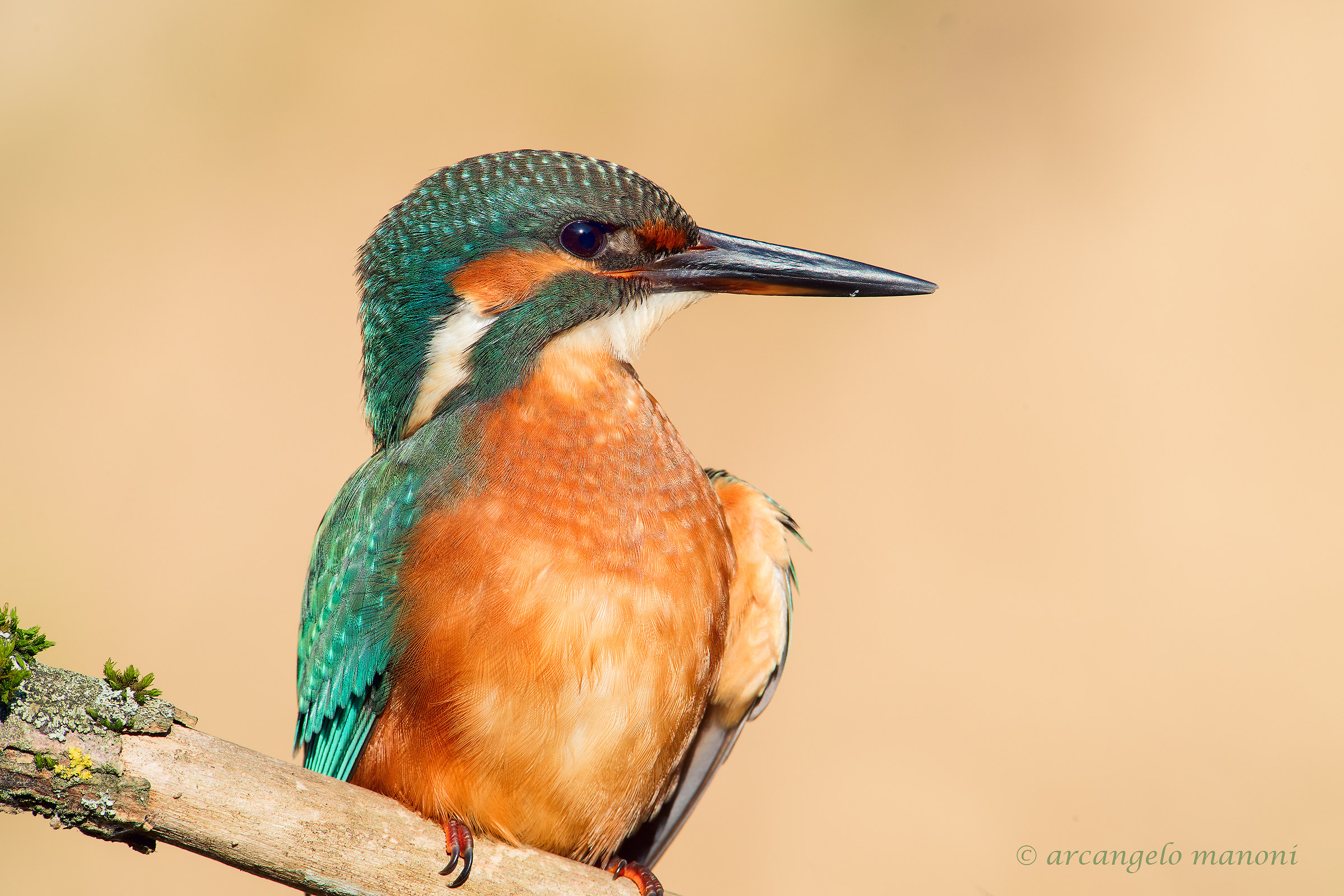 Primo piano al boss del fiume