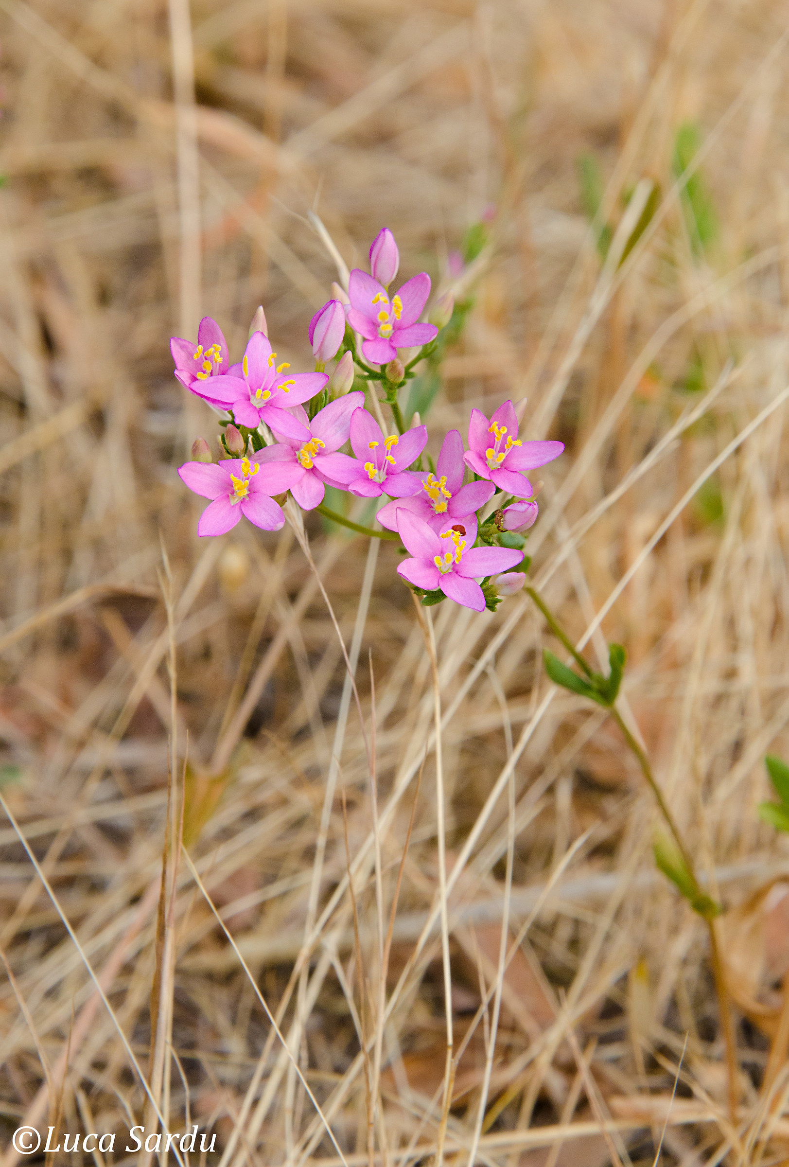 La primavera estiva.