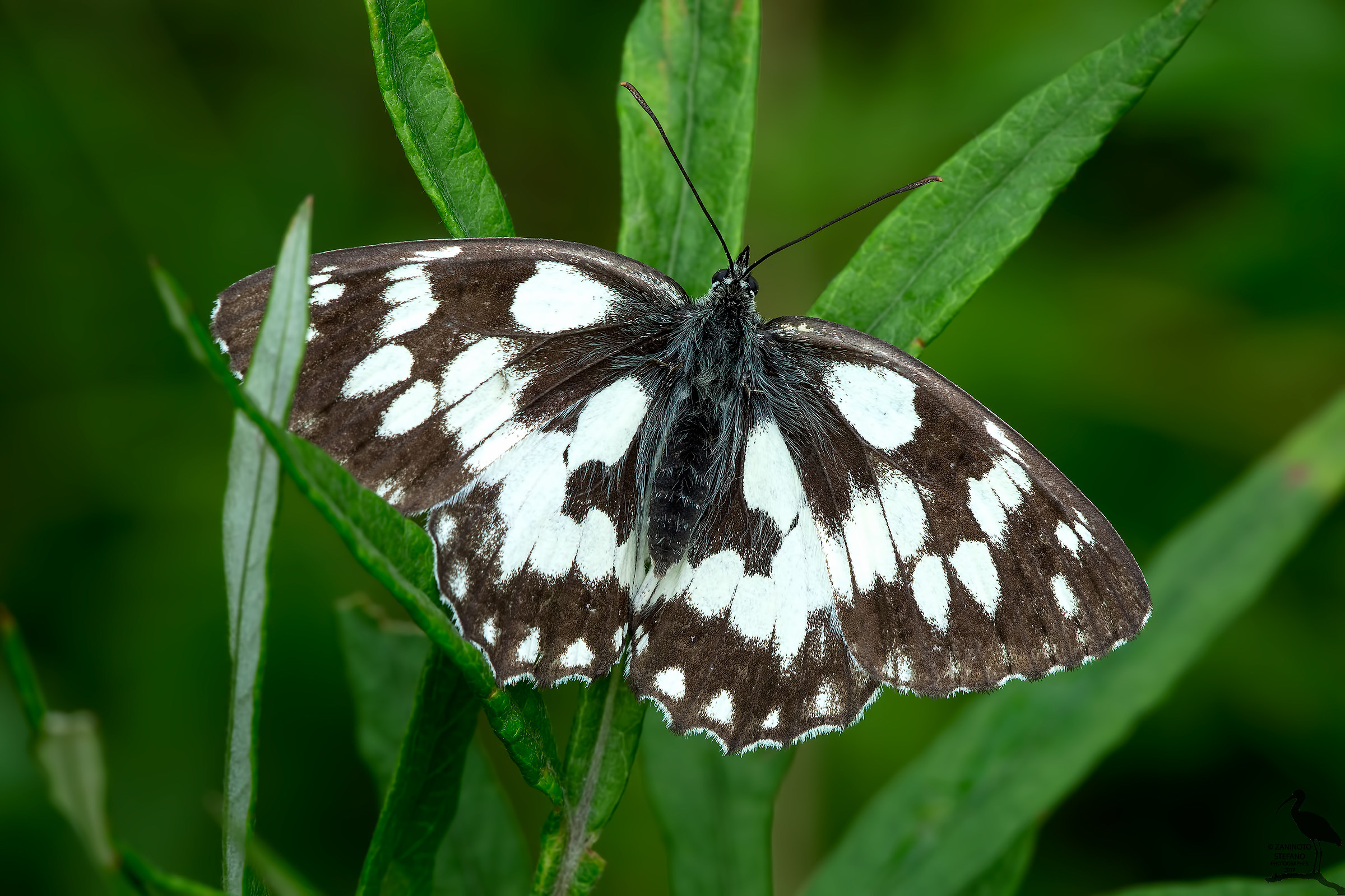 Melanargia galathea