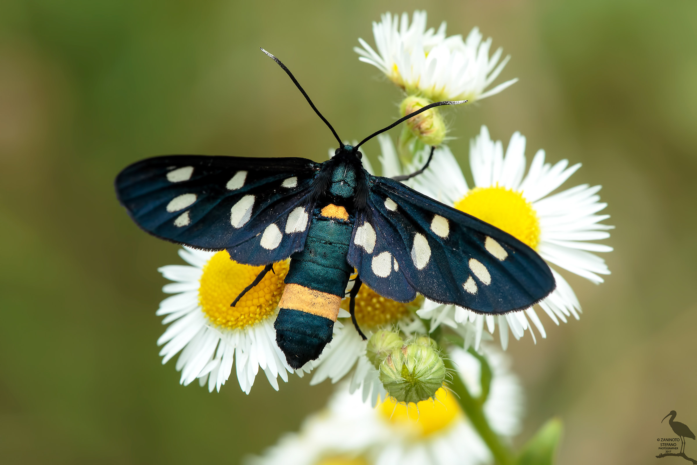 Amata phegea Zygaena ephialtes