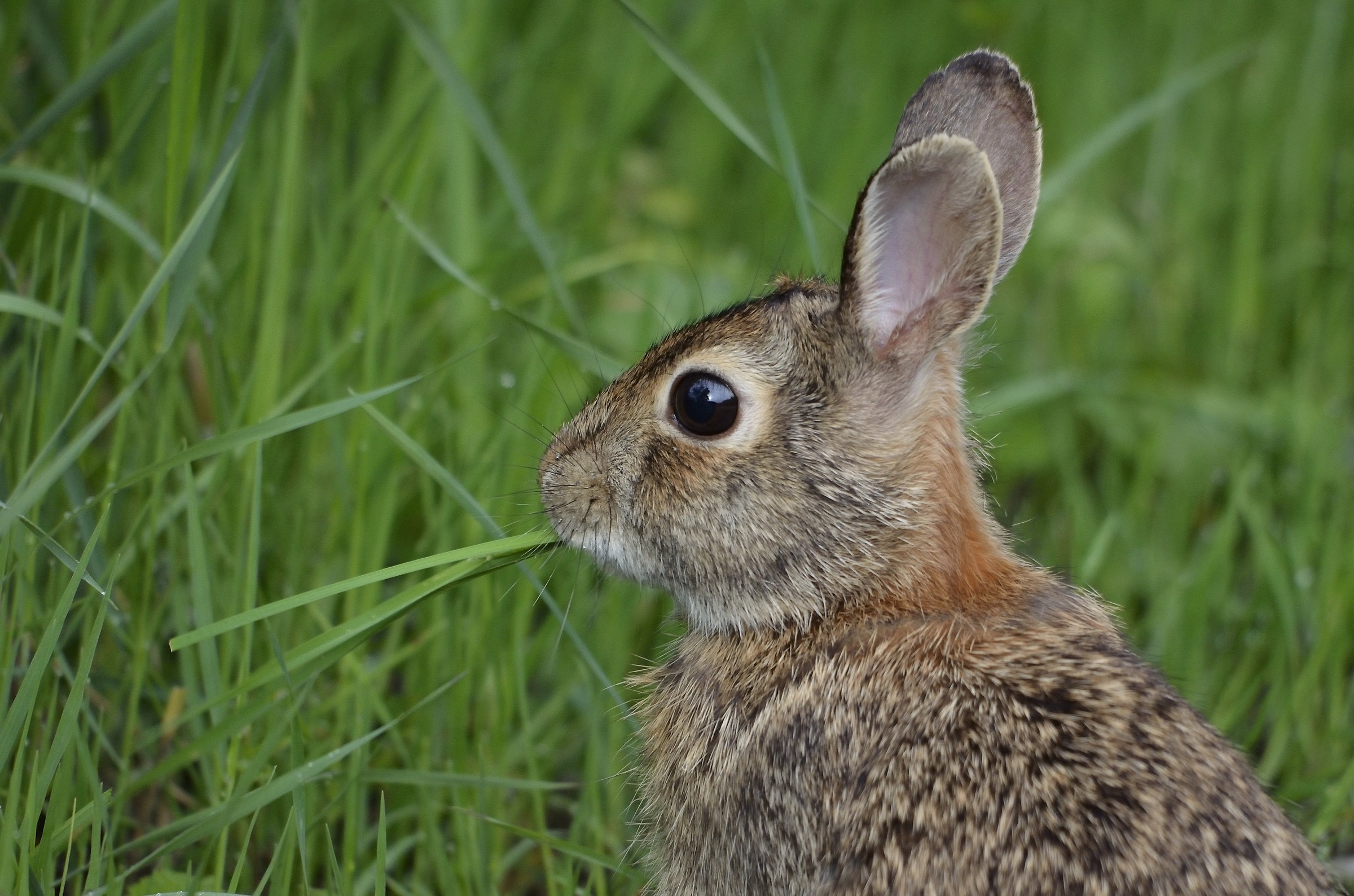 Eastern Cottontail