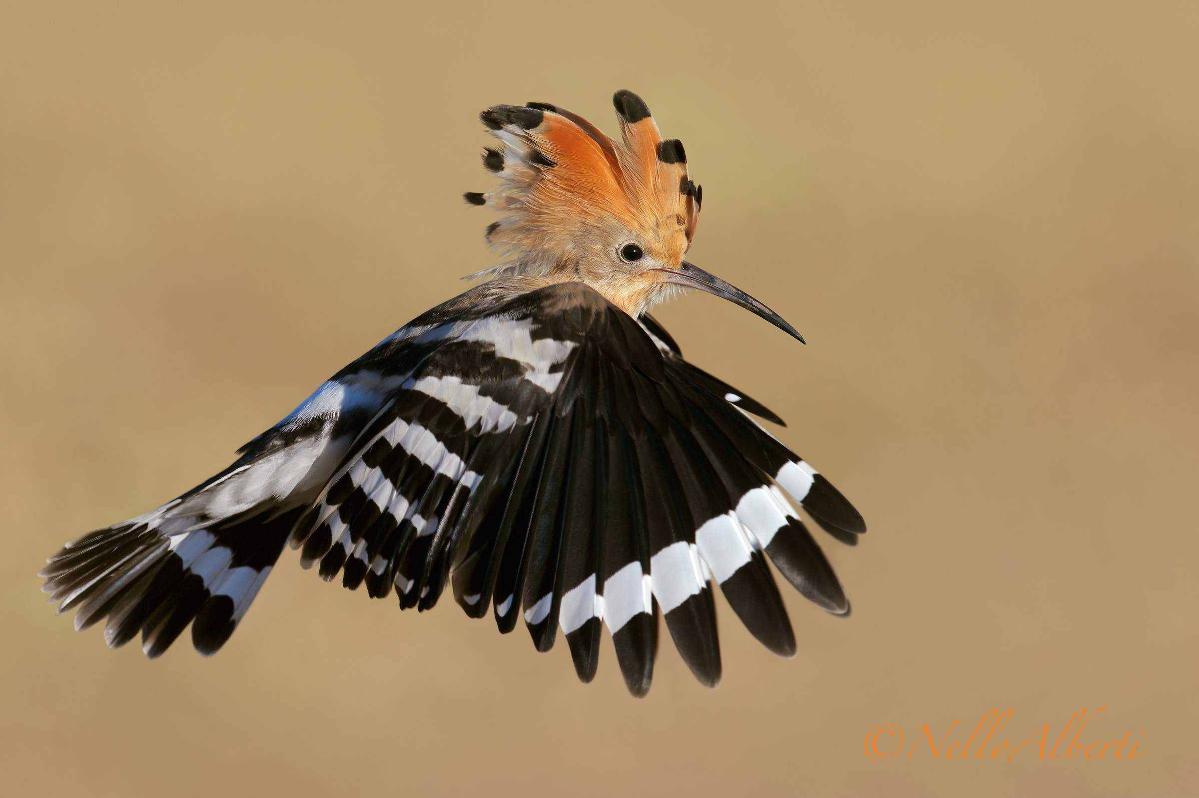 upupa in volo ali basse