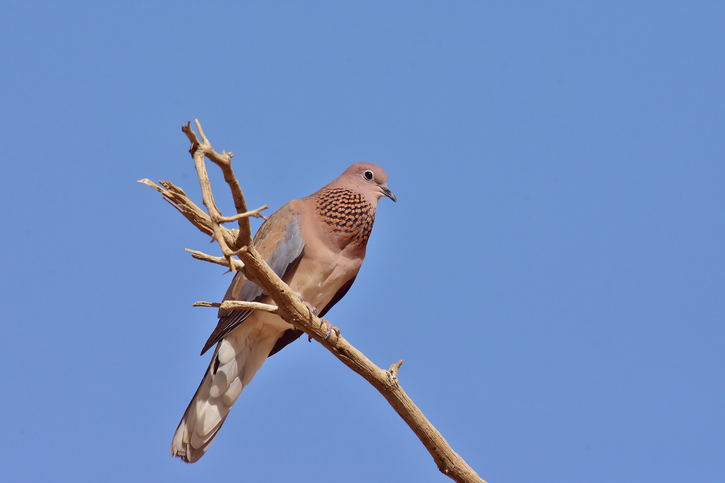 The palm tree's turtle