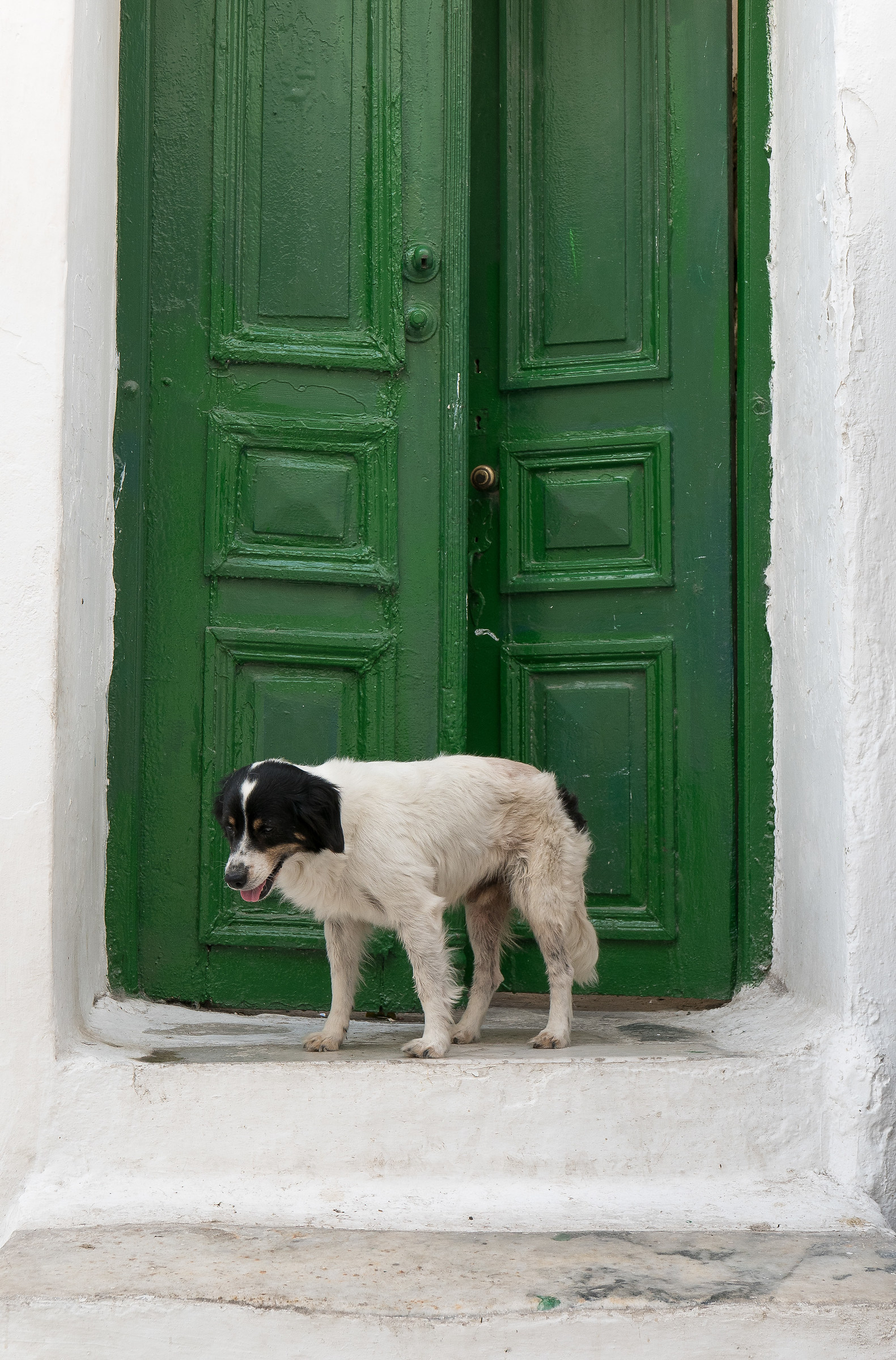 Vita da cani, Mykonos