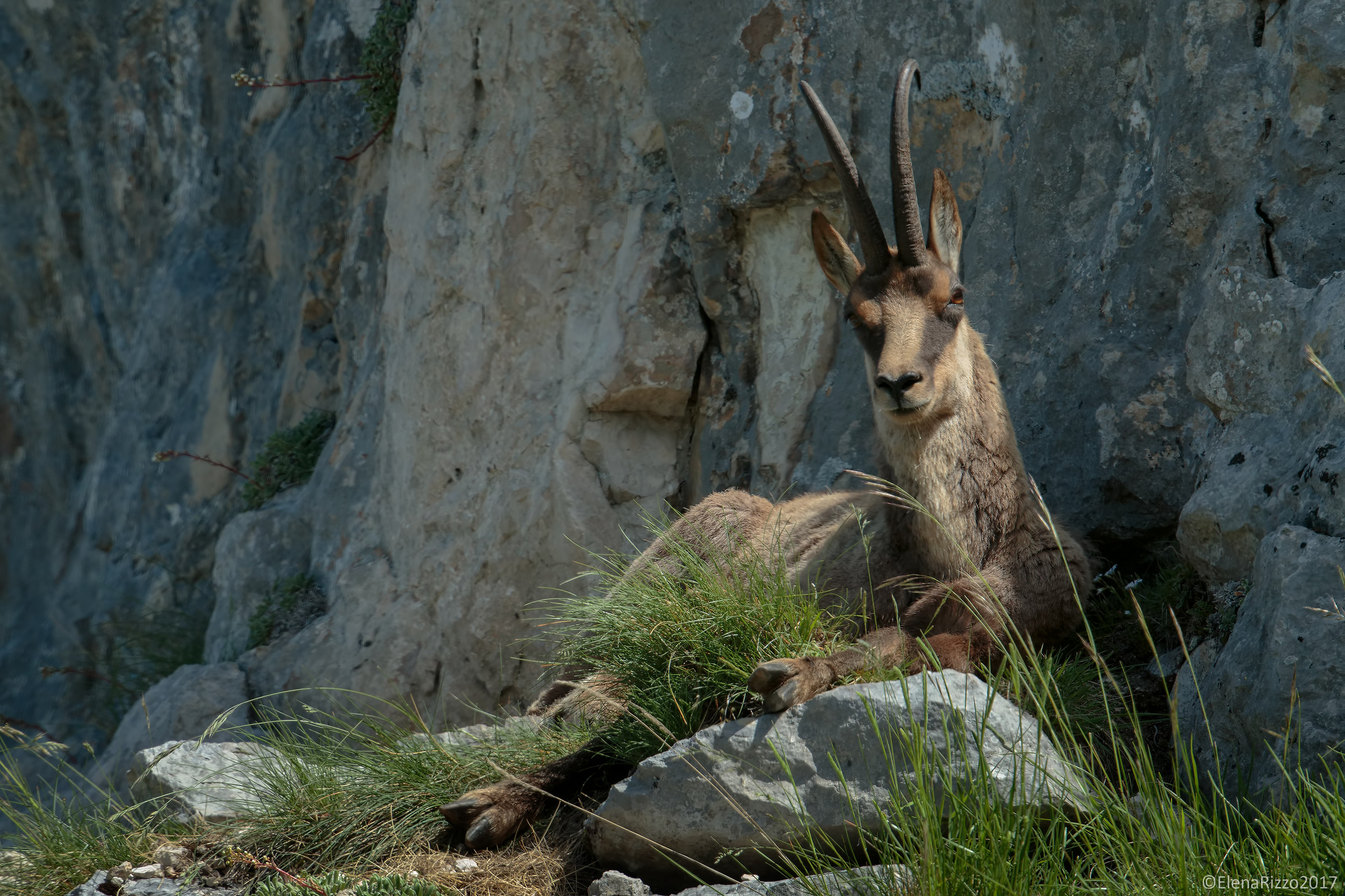 Apennine chamois