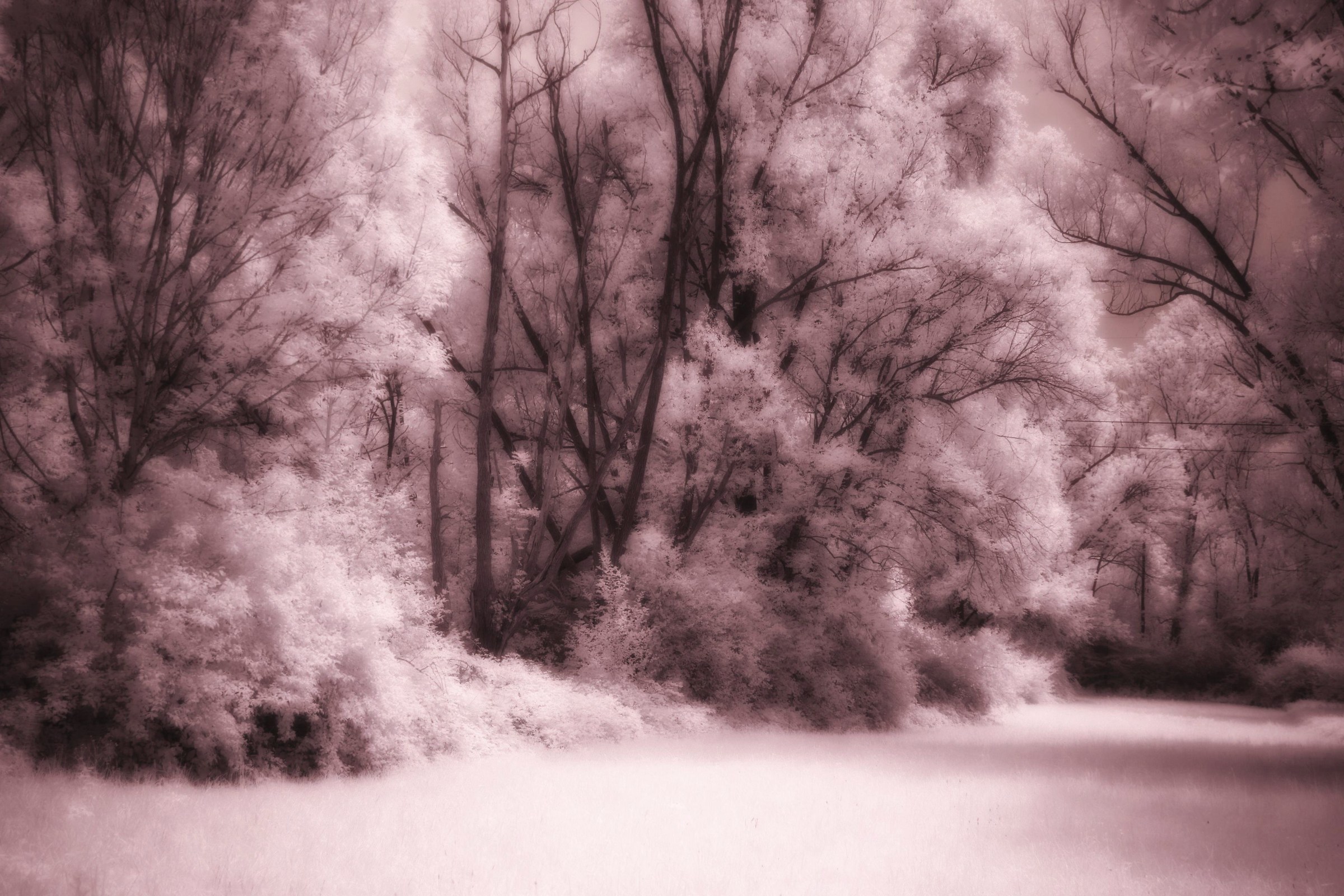 The enchanted forest