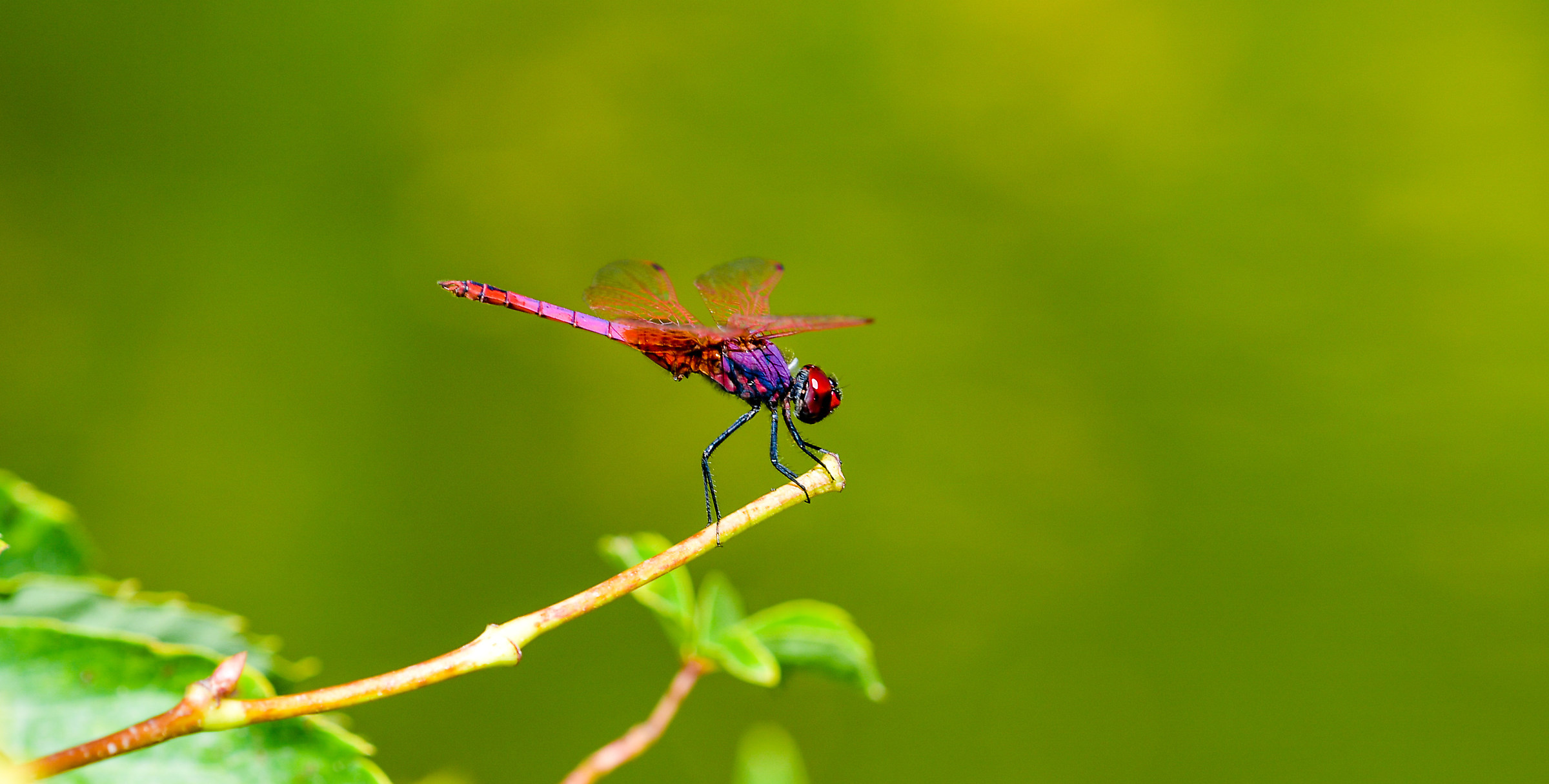 The dragonfly landing