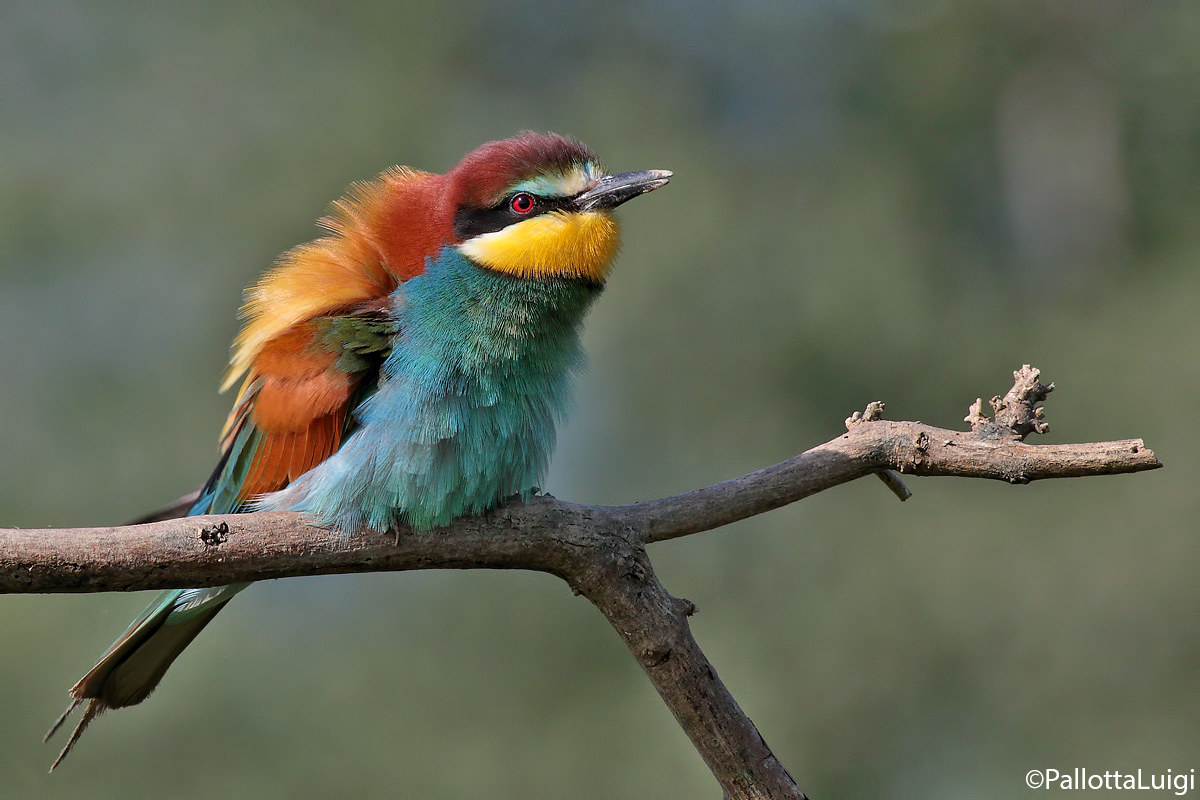 Gruccione (Merops apiaster)