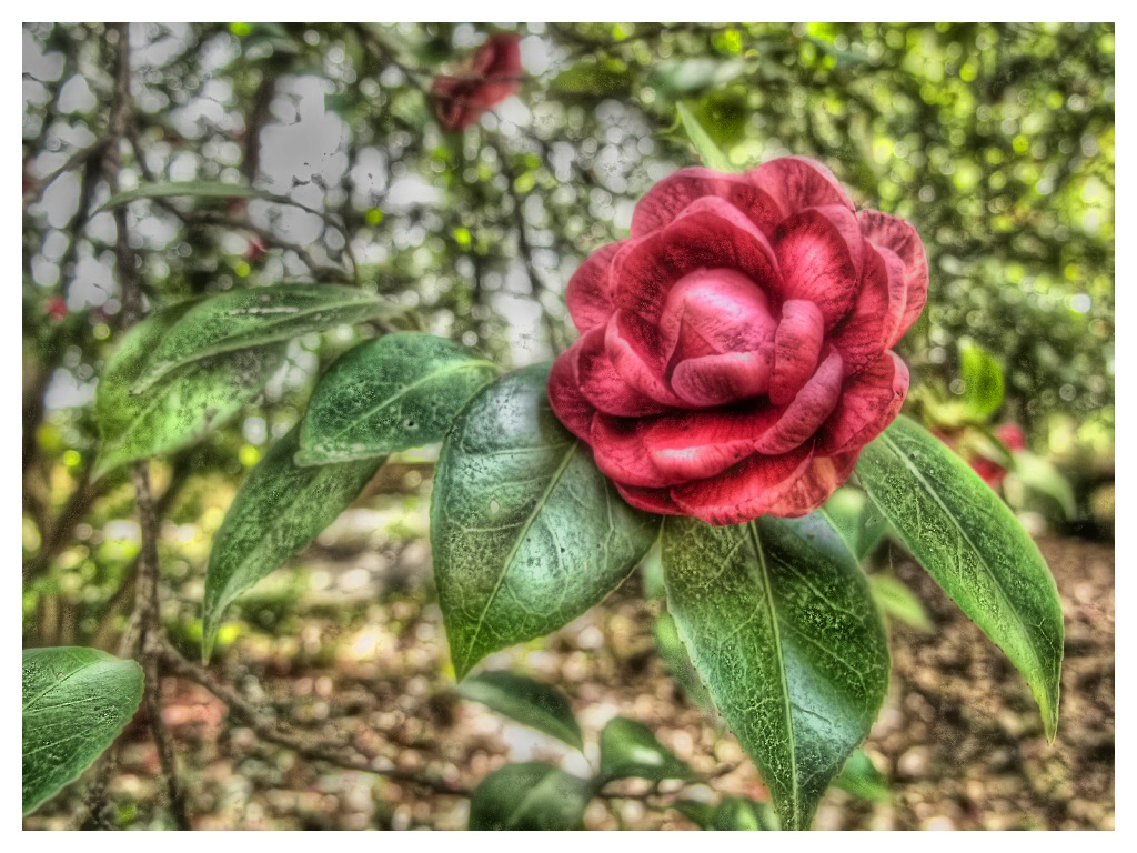 Rosa HDR