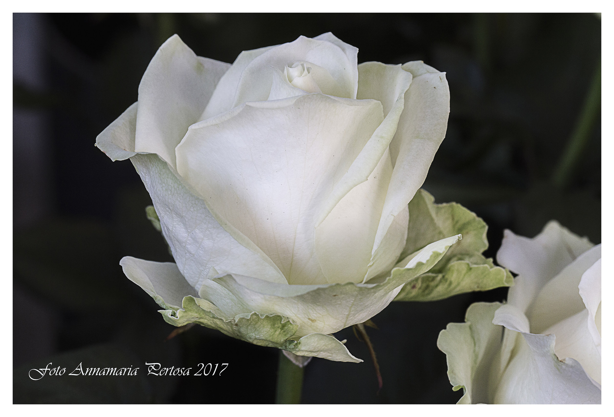 Danger is my job ...