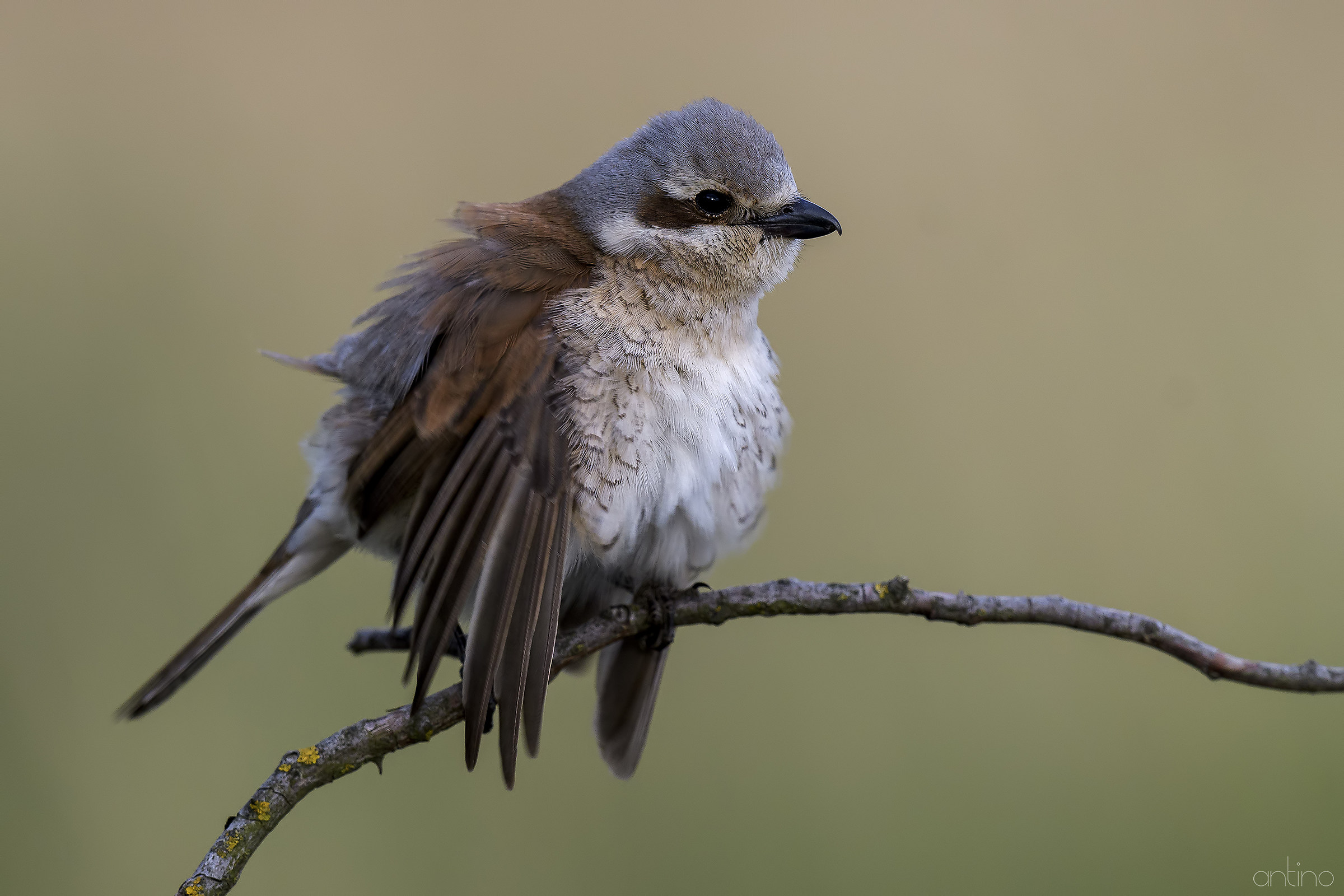 Averla piccola femmina