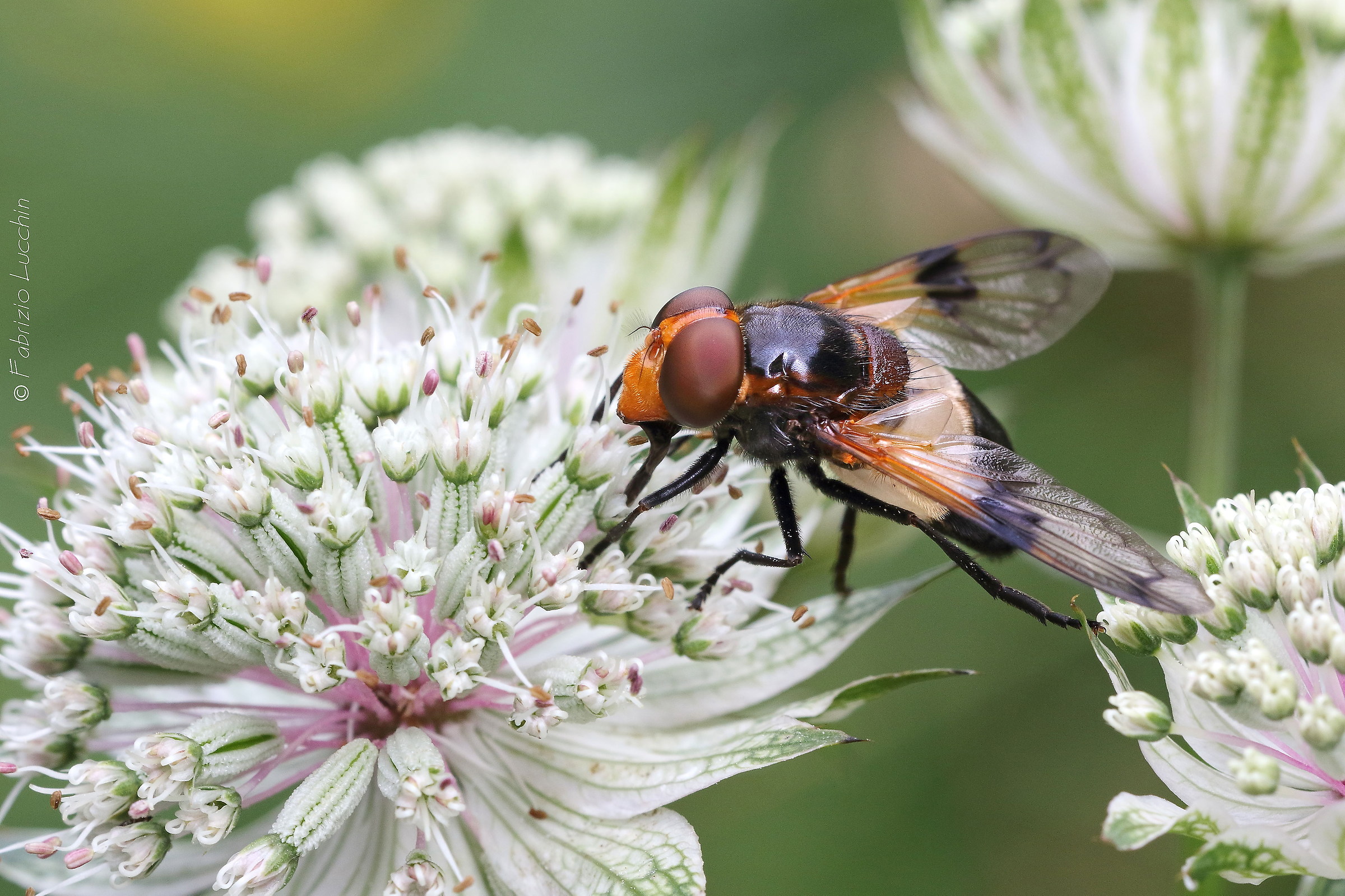 Volucella pellucens