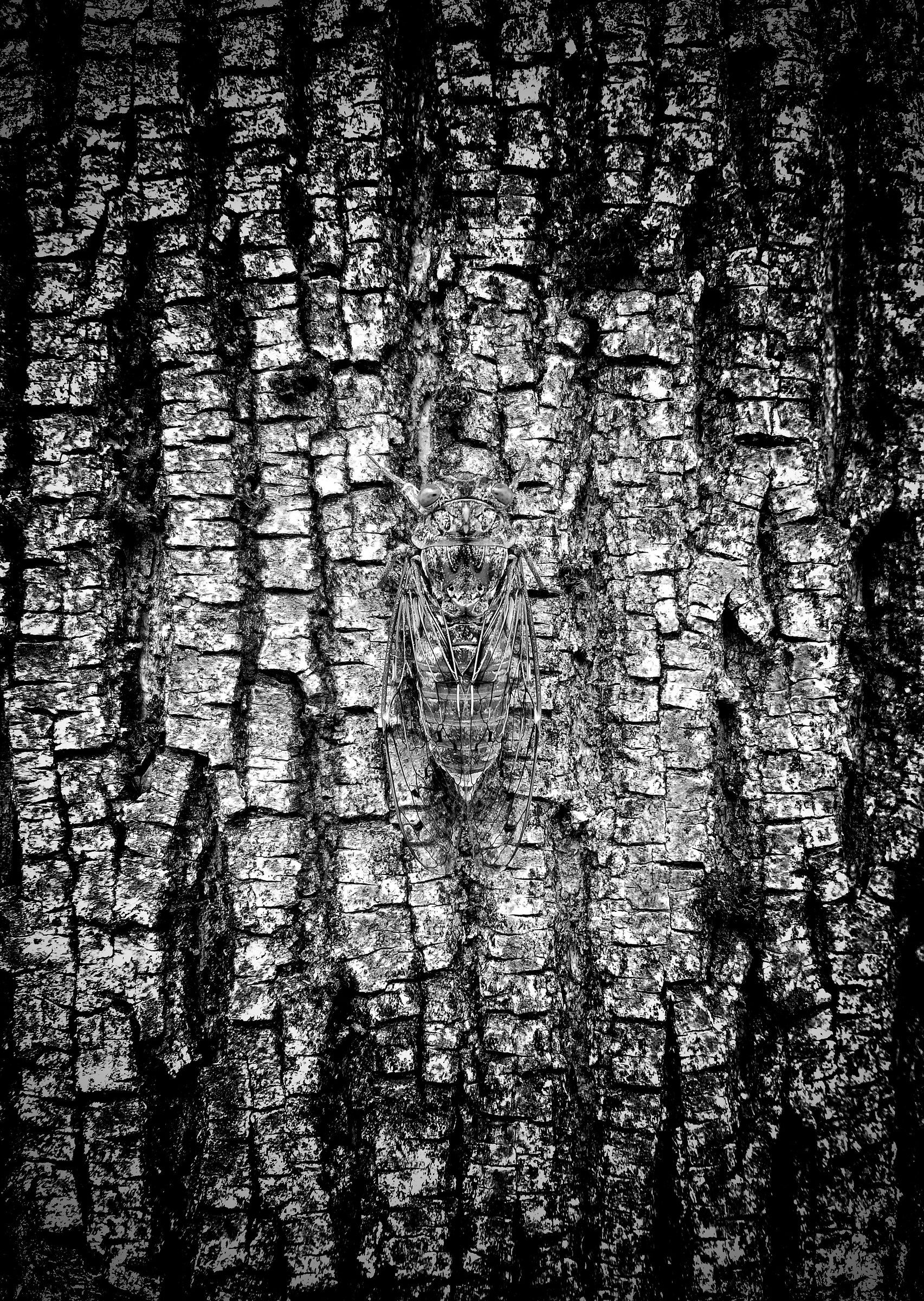 La cicala (p+, e-, n)...