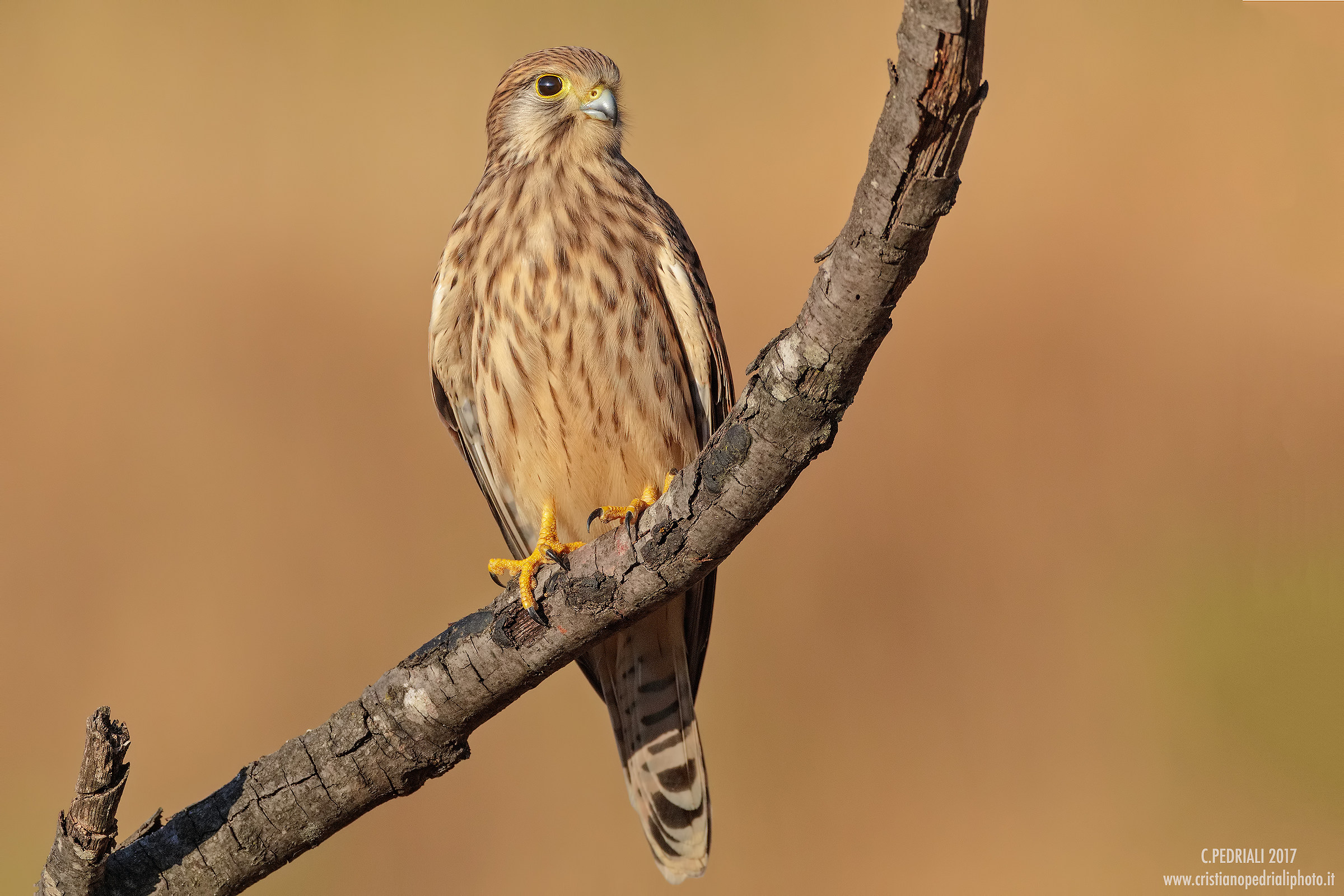 Al tramonto... (gheppio)