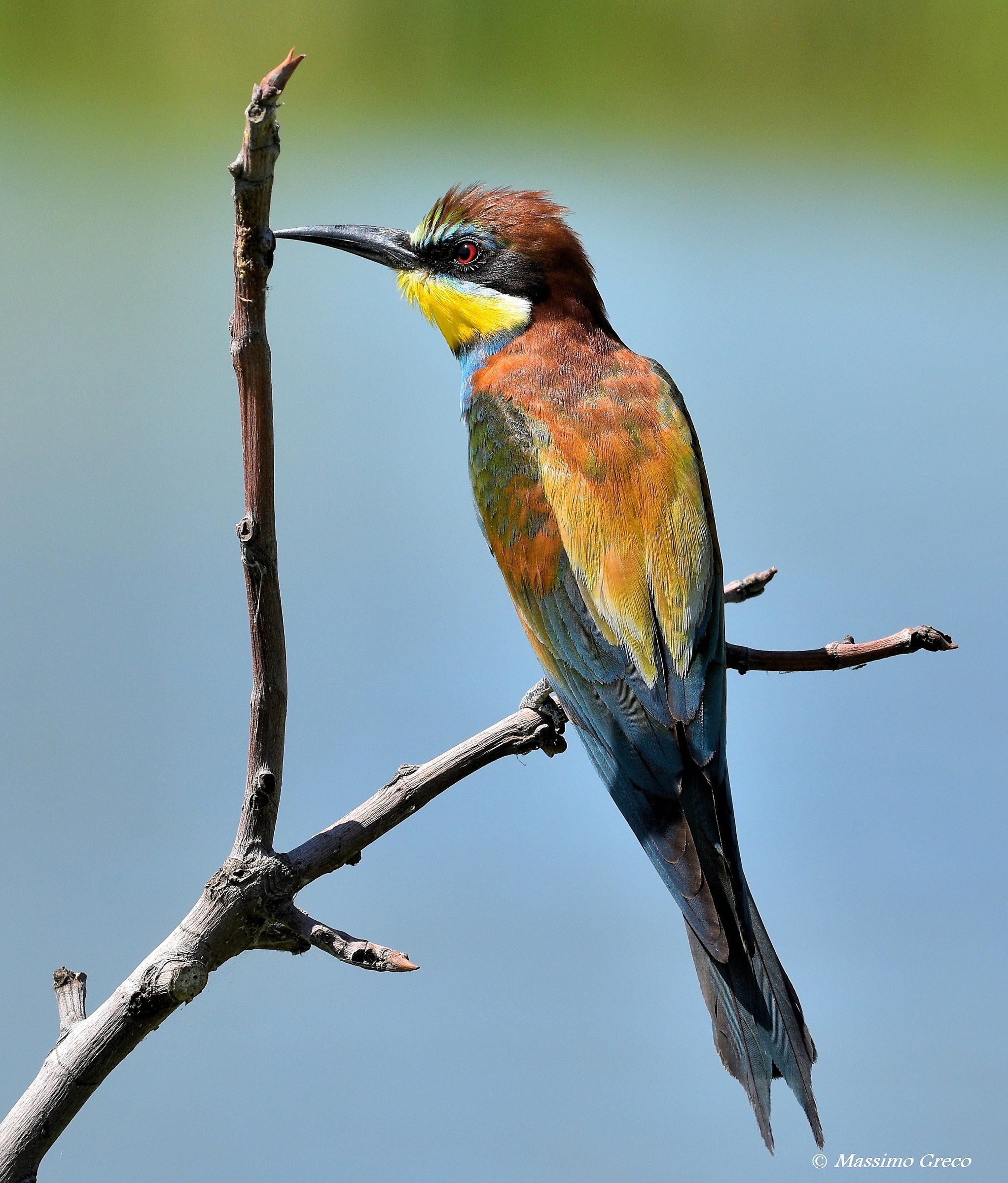 Bee eater