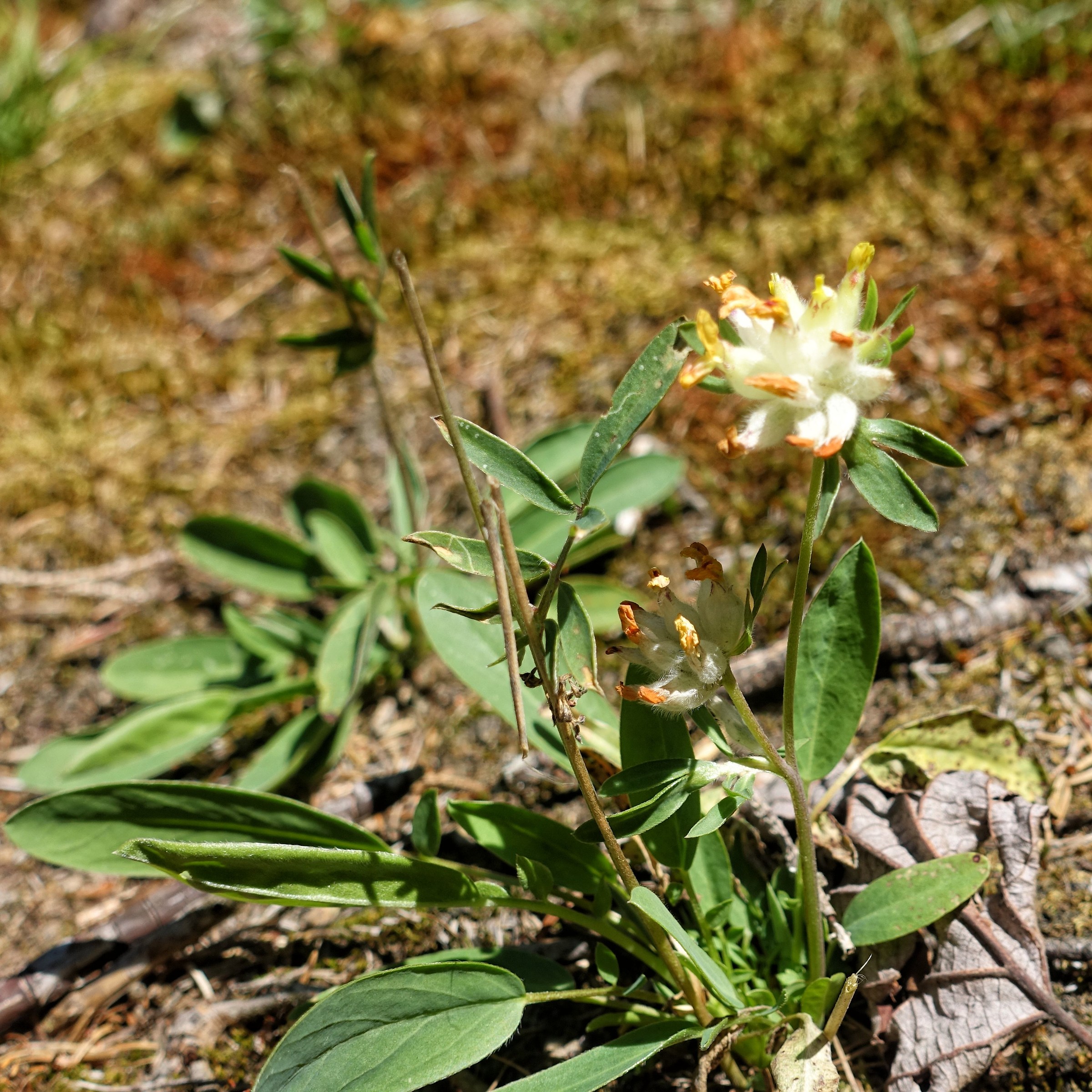 Alpine flower