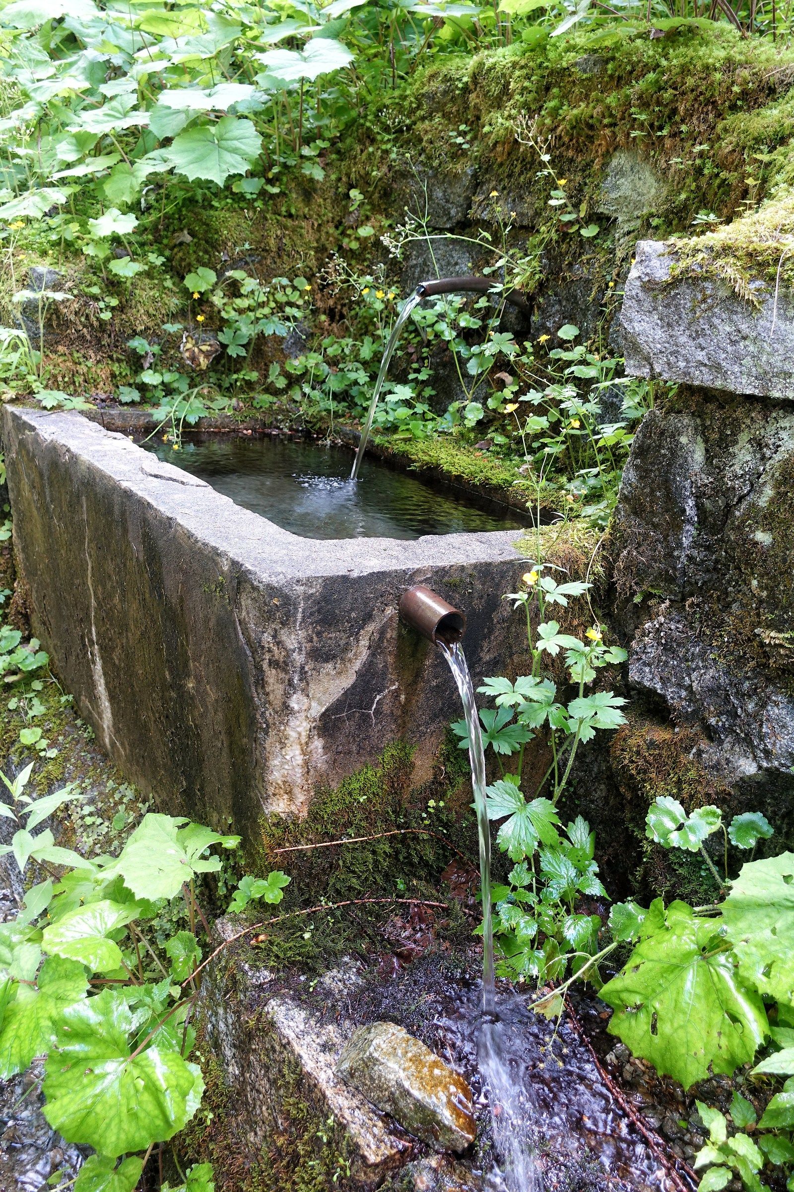 Fontanella nel bosco