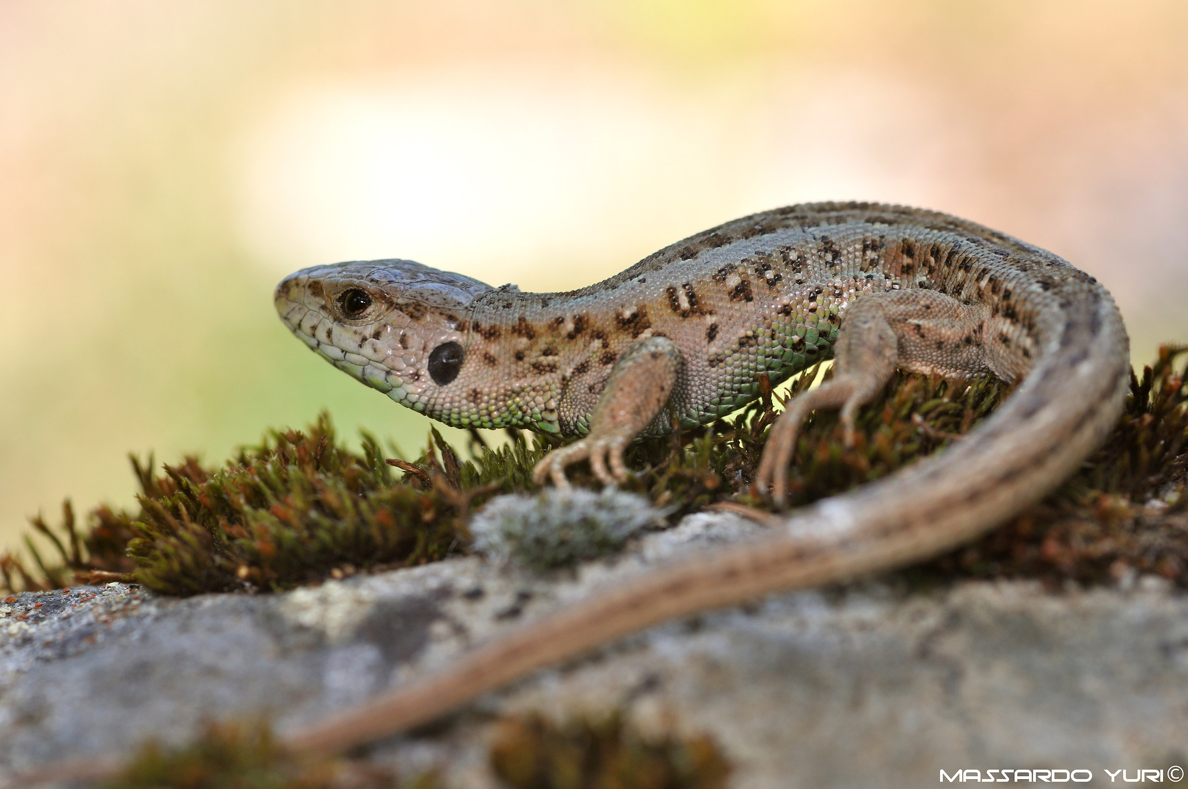 Lacerta agilis (maschio)