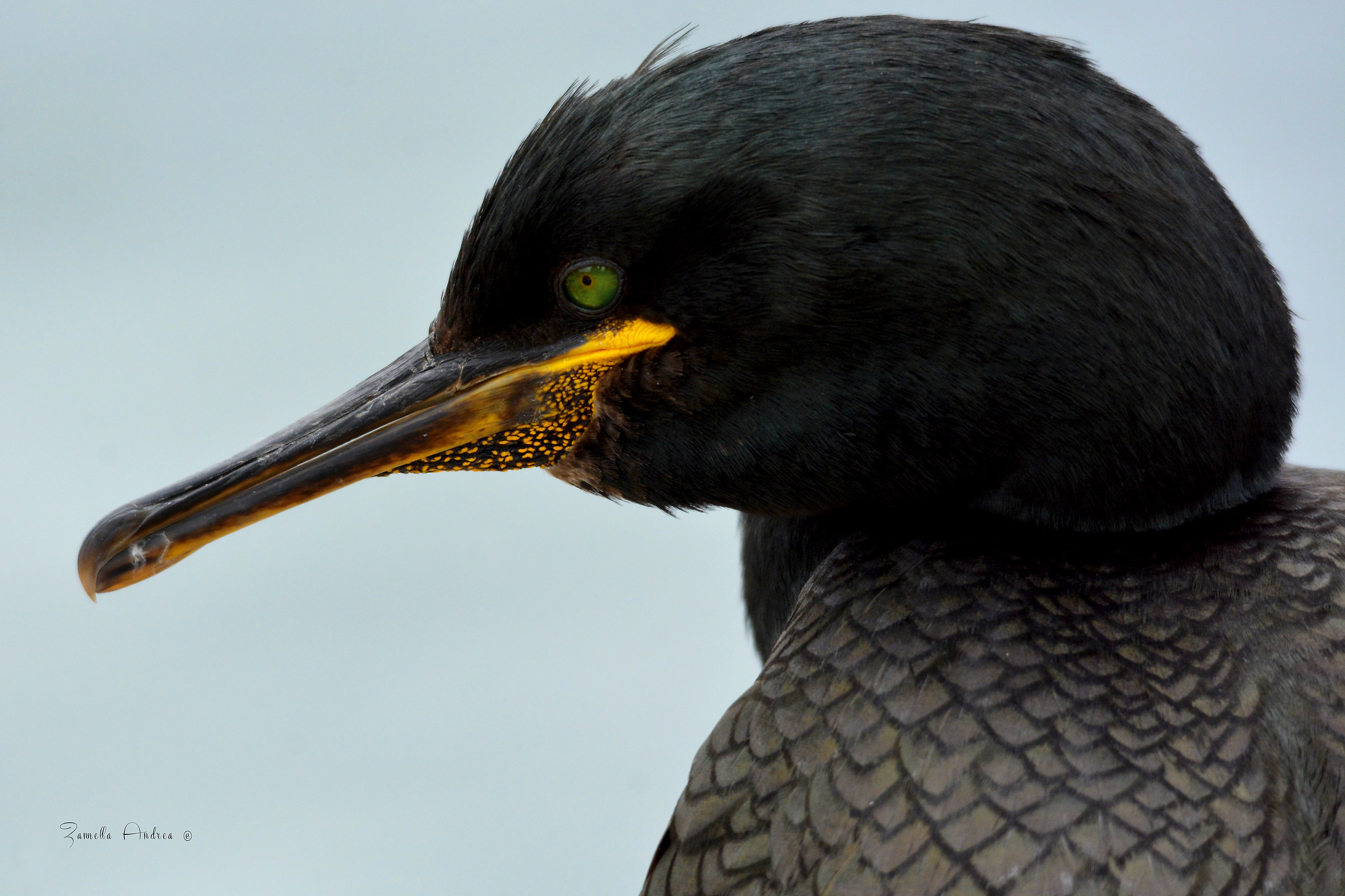 Cormorano