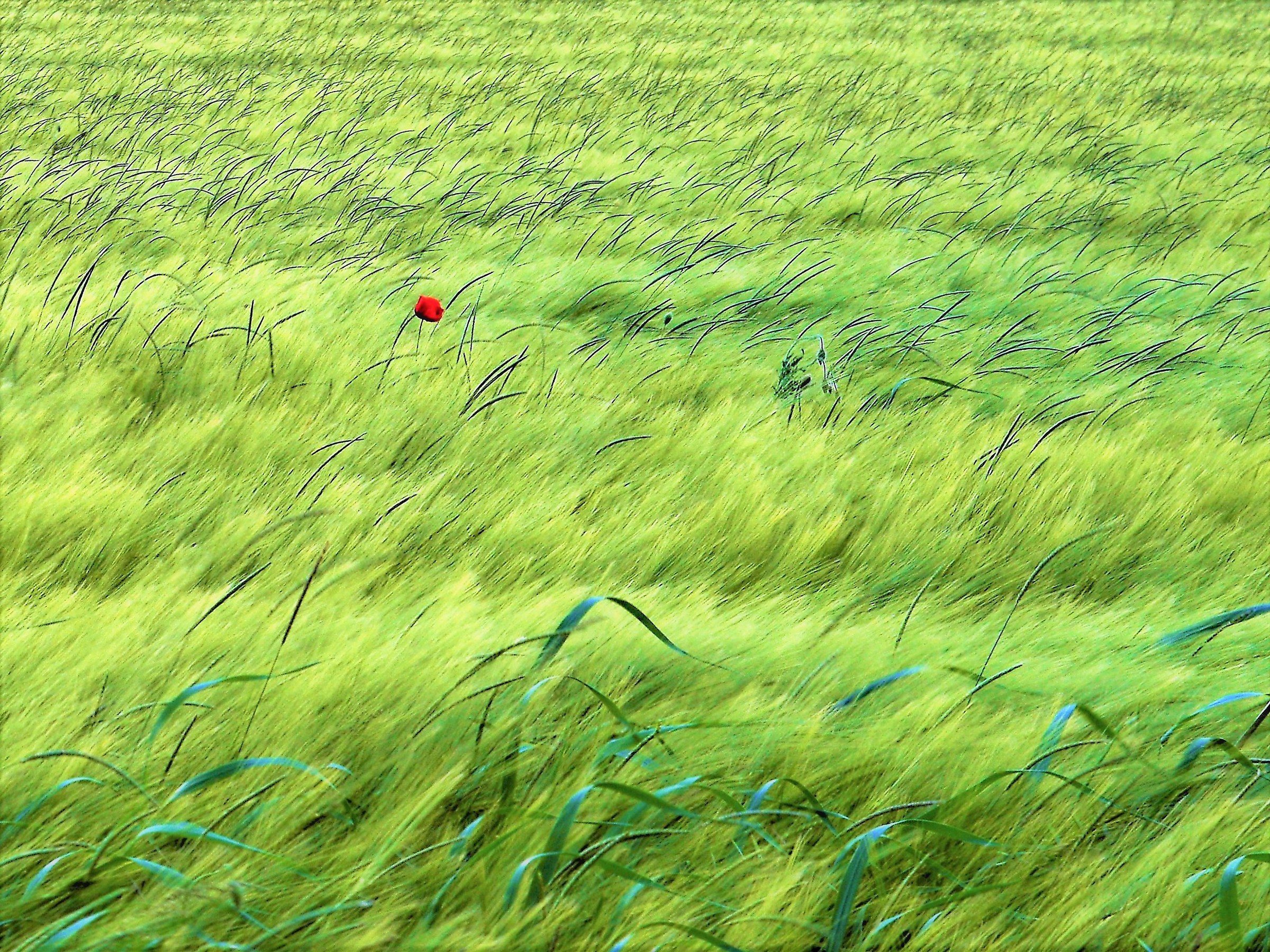 Damned just in the wind