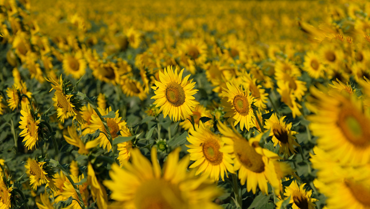 Classsico stagionale