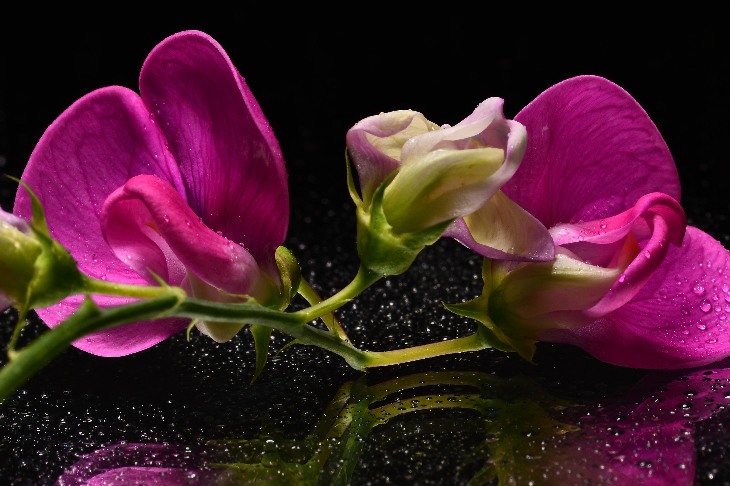 Wild Orchid in the Mirror