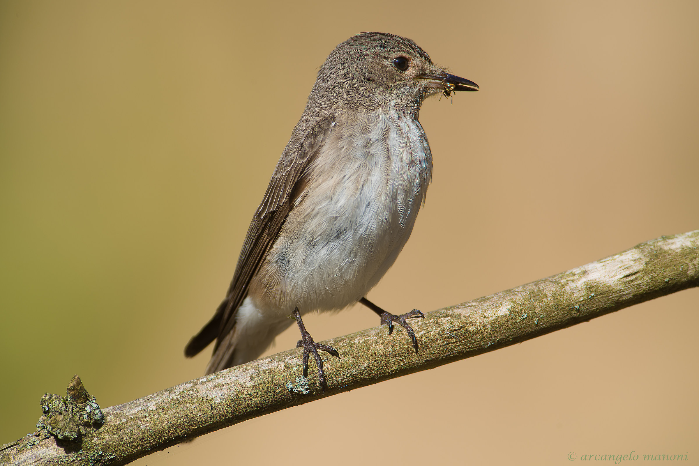 Pigliamosche con preda