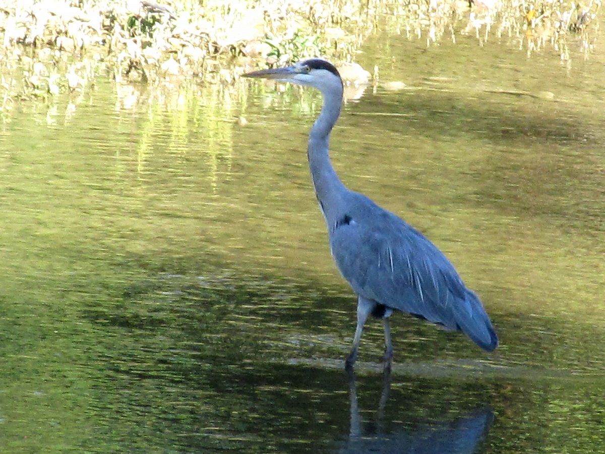 io e gli aironi del tevere