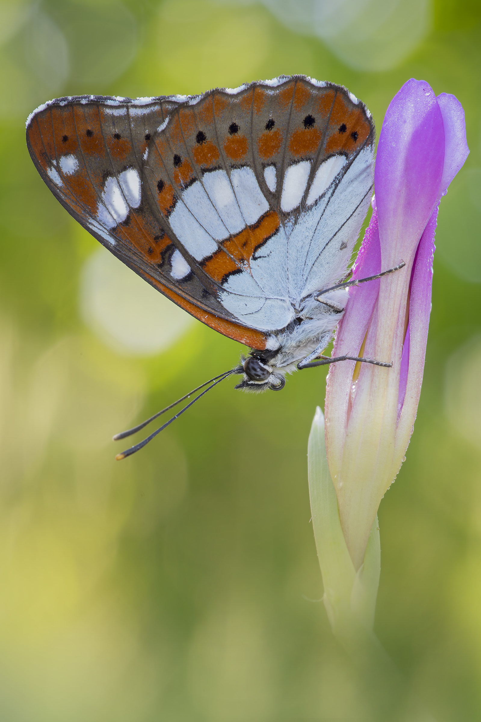 Limenitis reducta