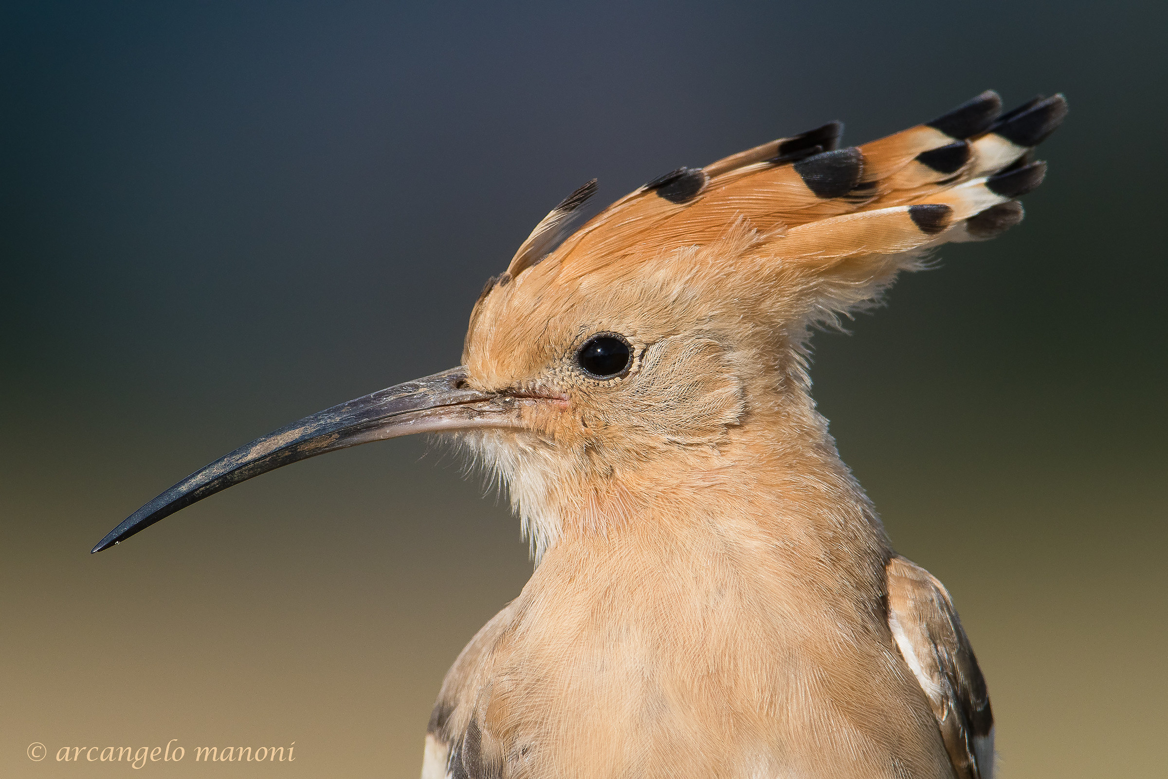Phototape at the Uppou