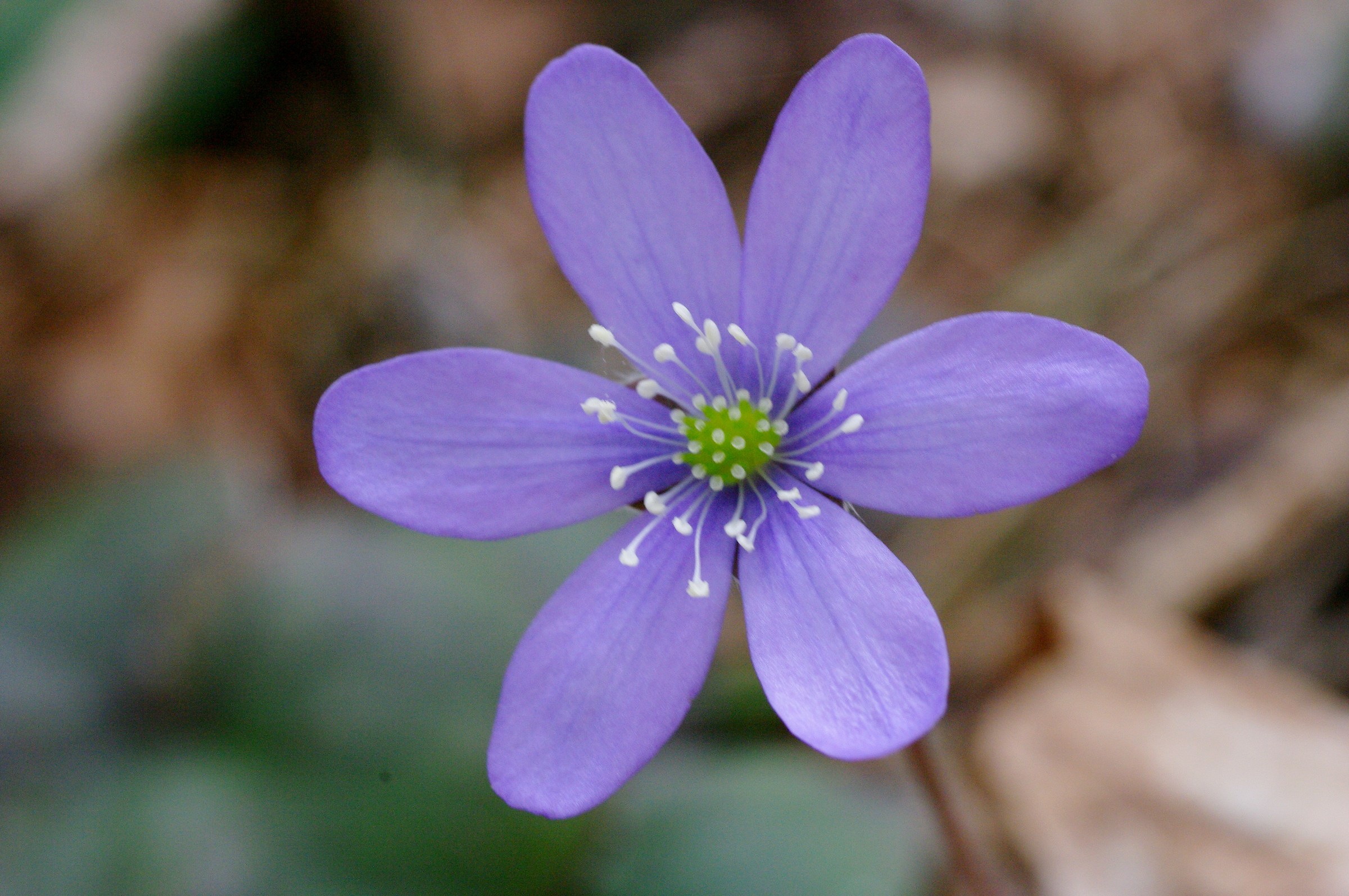 Wild Anemone