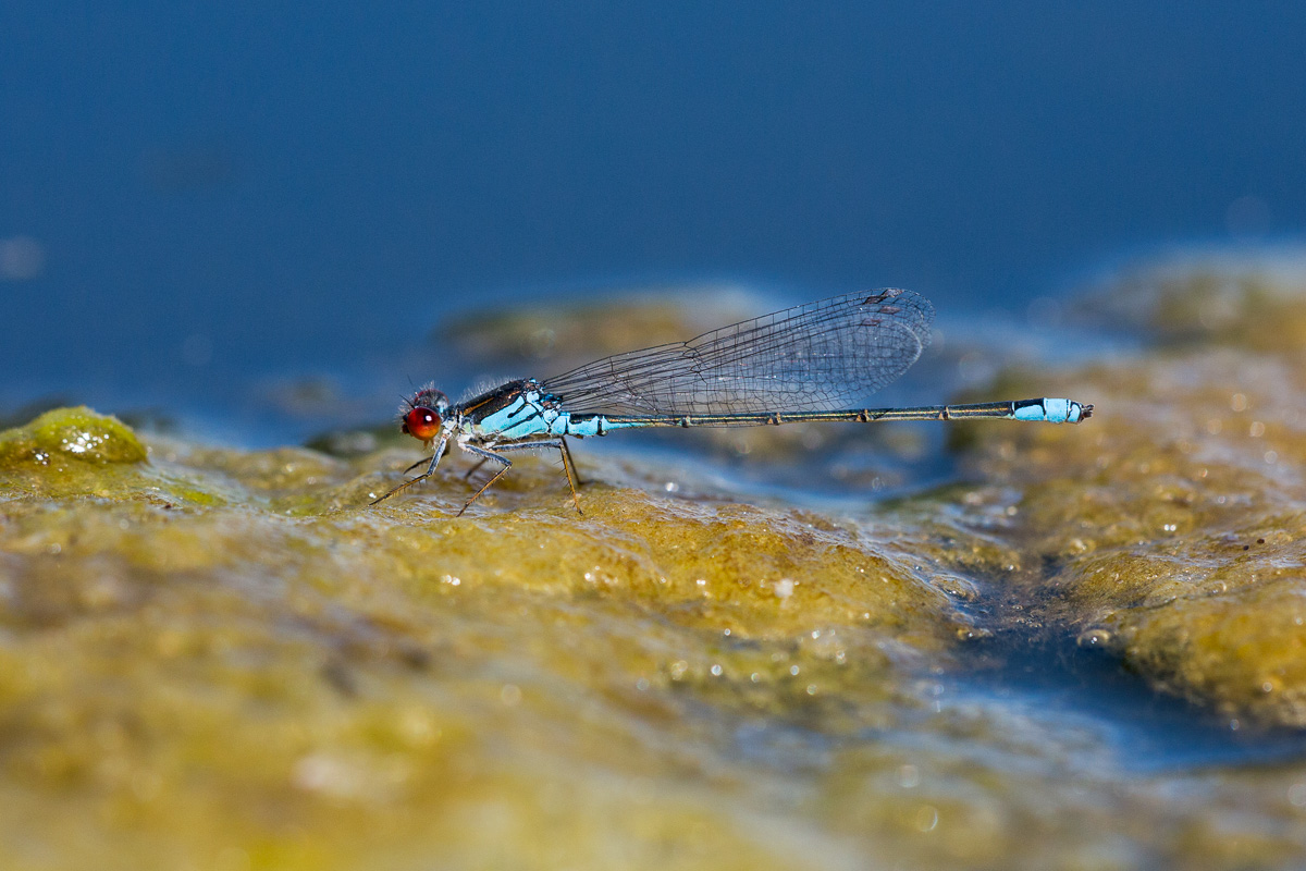 Erythroma viridulum - maschio