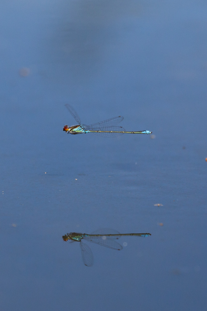 Erythroma viridulum - male