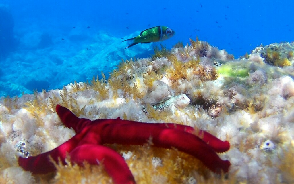 The miracle of evolution: Star, Ghiozzo and Donzella