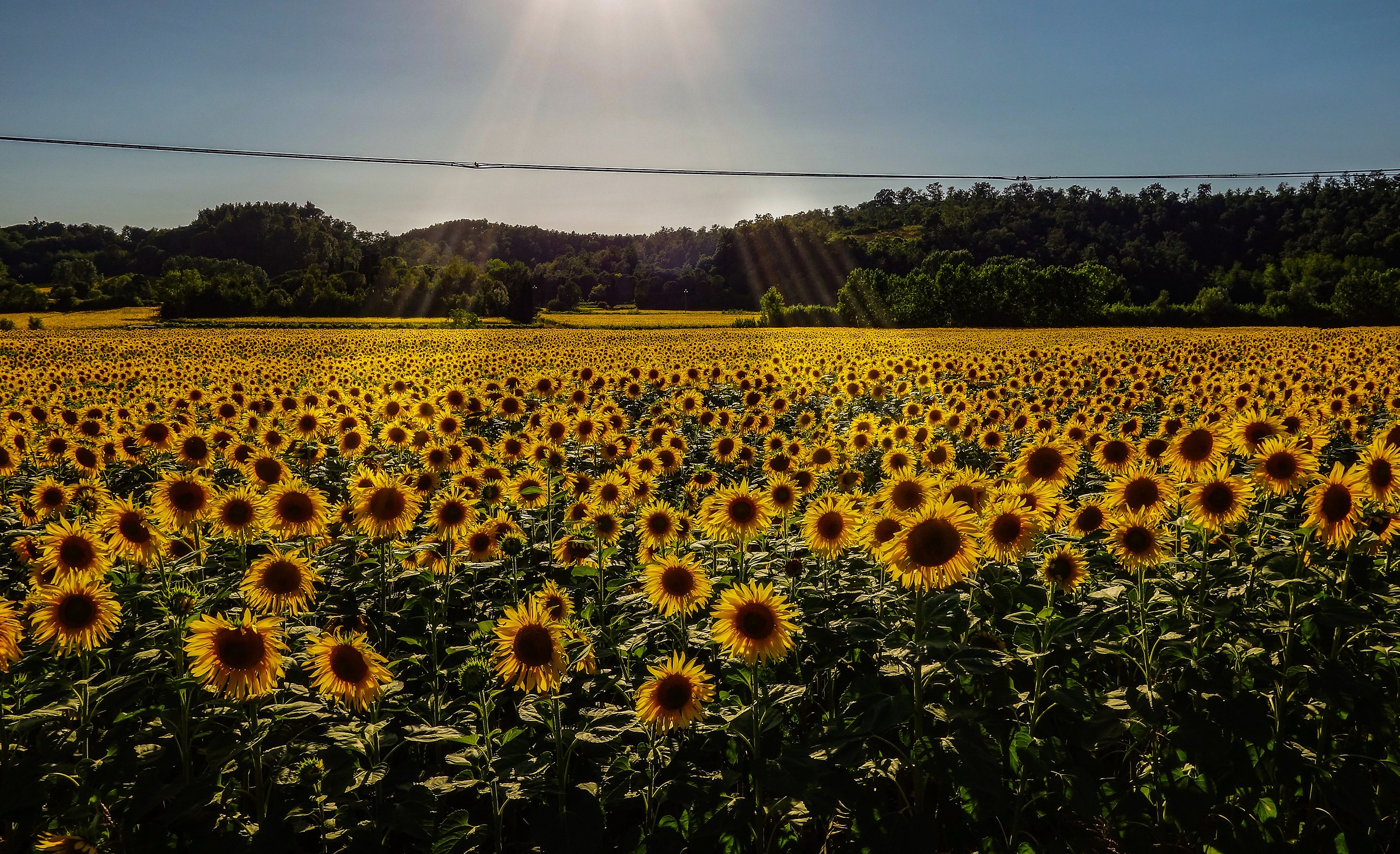 A sea of ??sunflowers ...