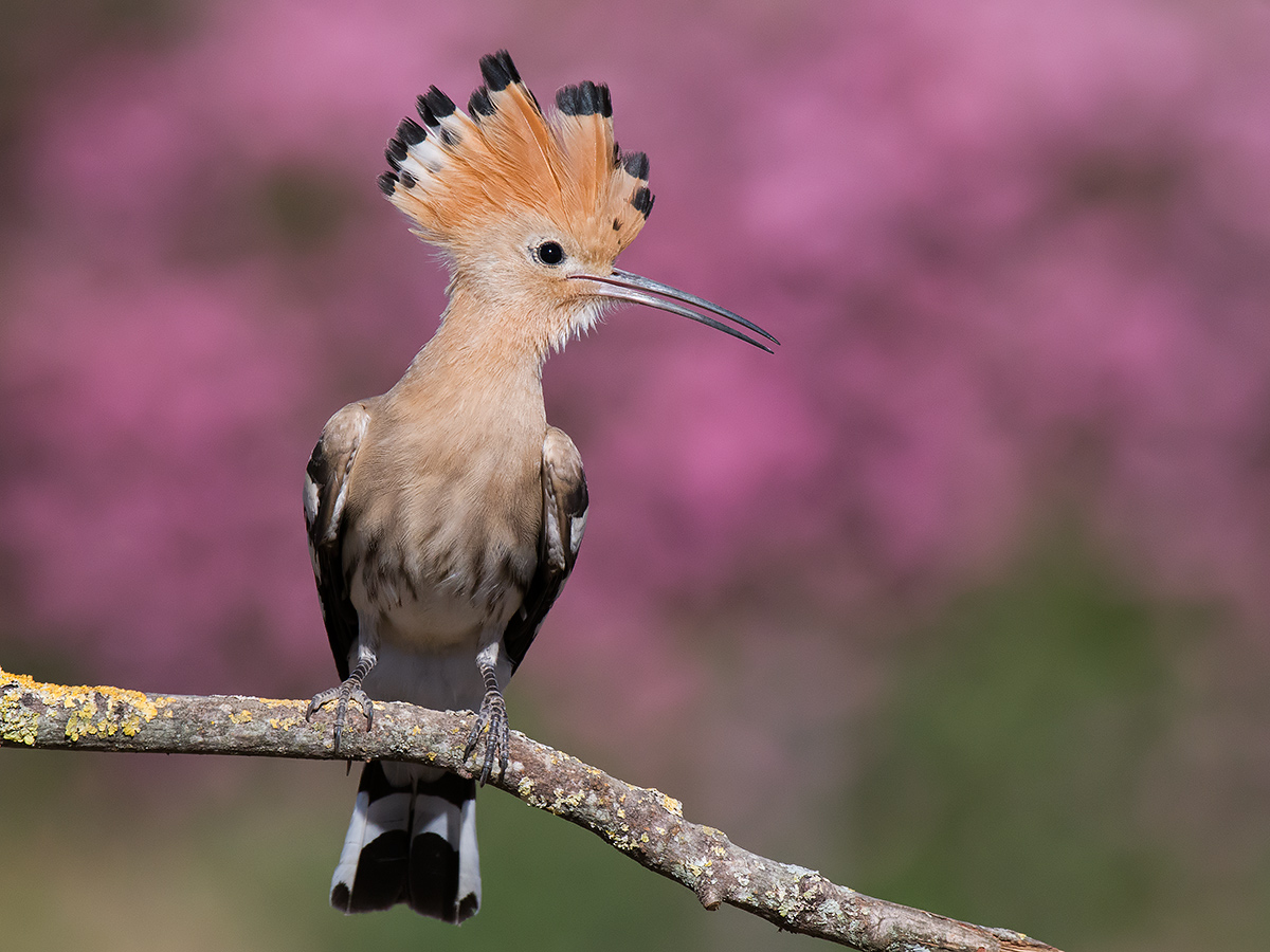 Hoopoe