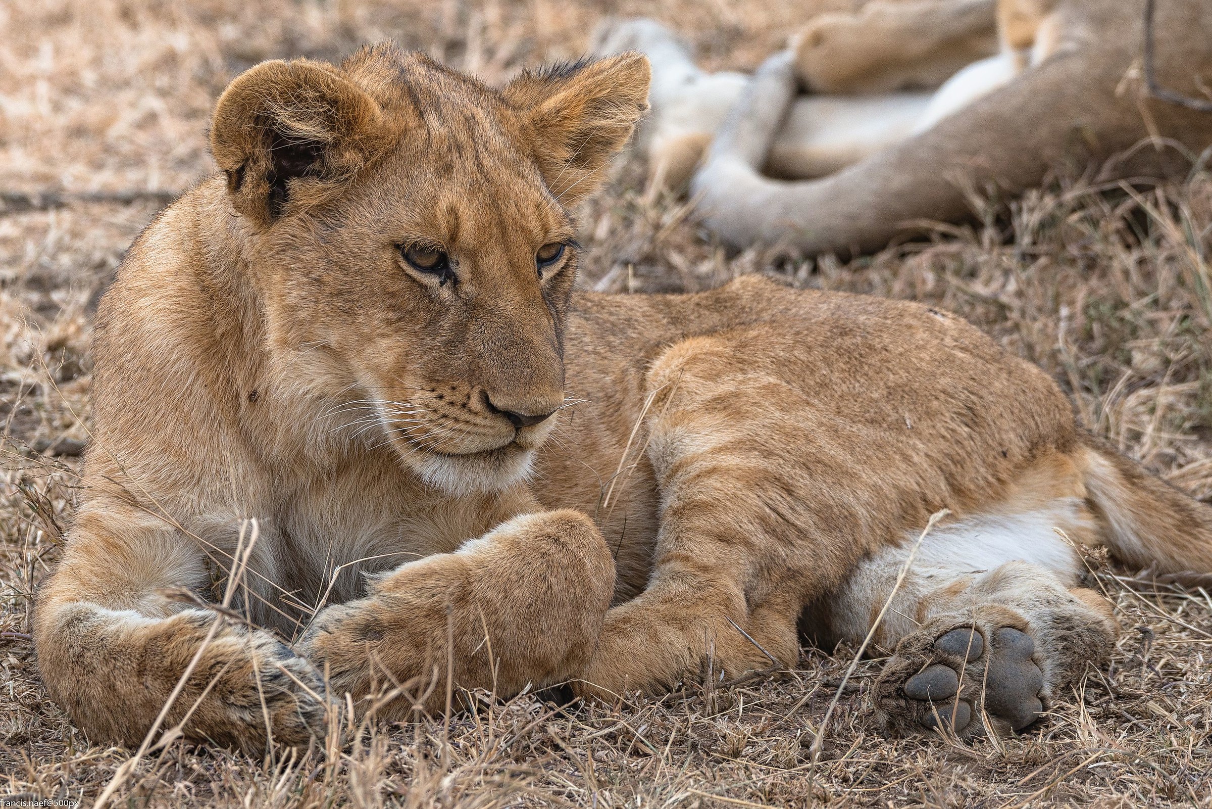 young lion in Serengeti
