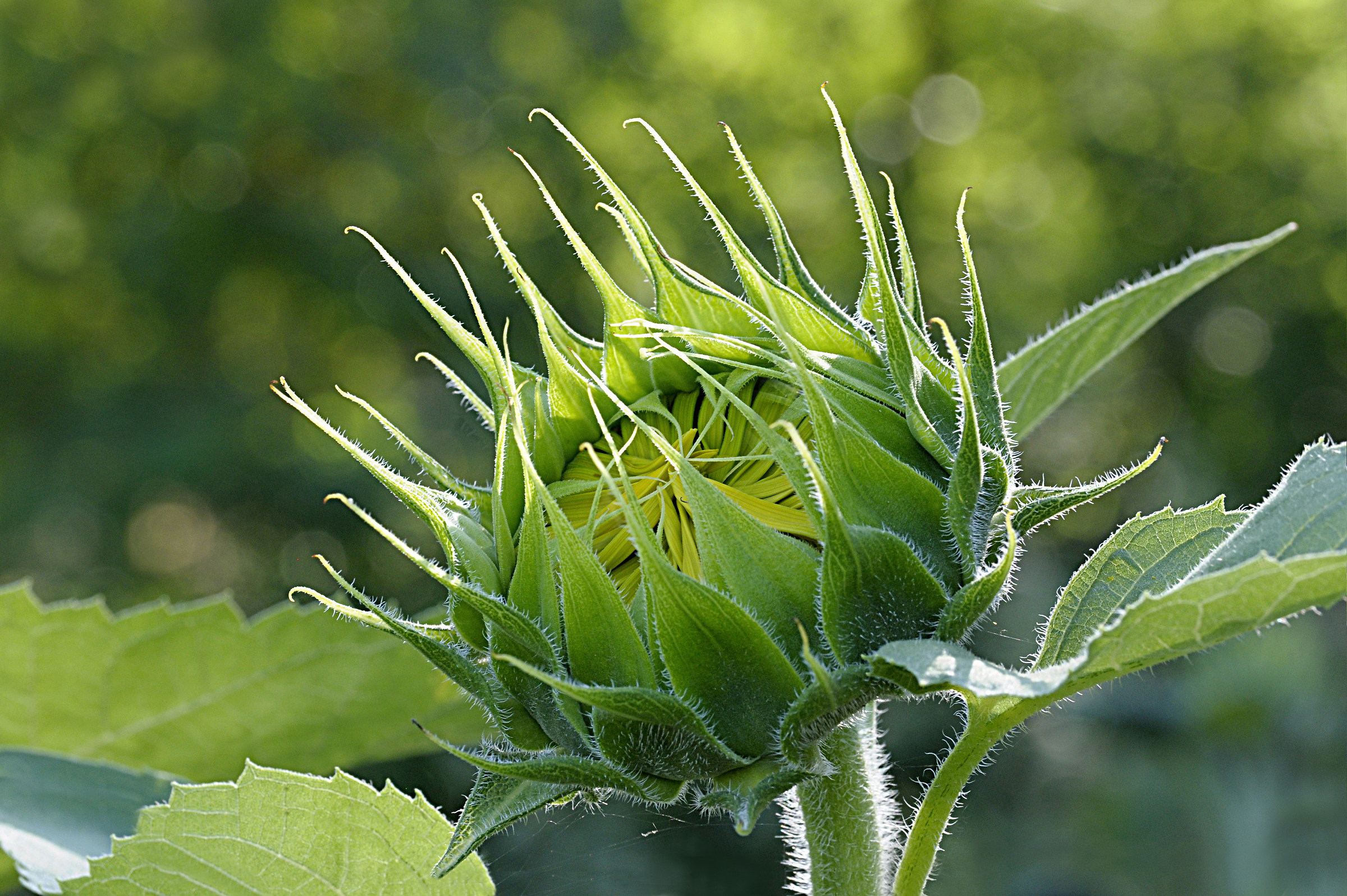 A monochromatic sunflower