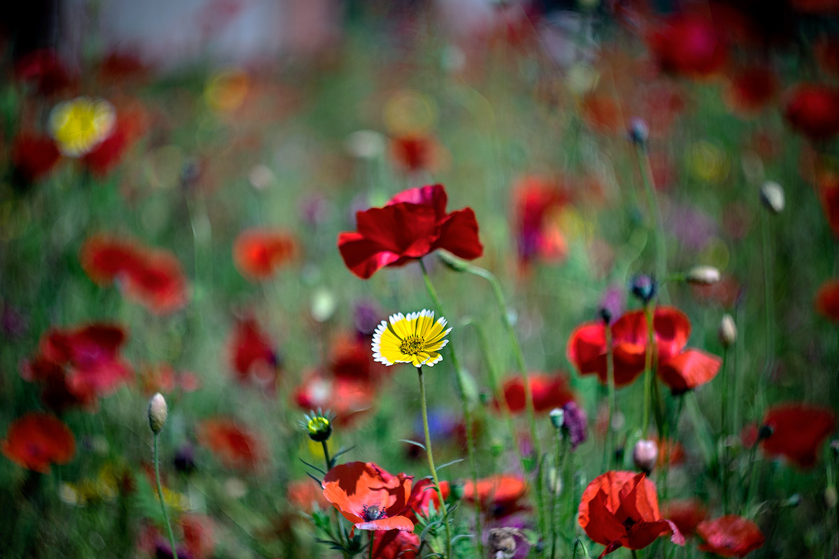 Alone in a red poppy swirly field