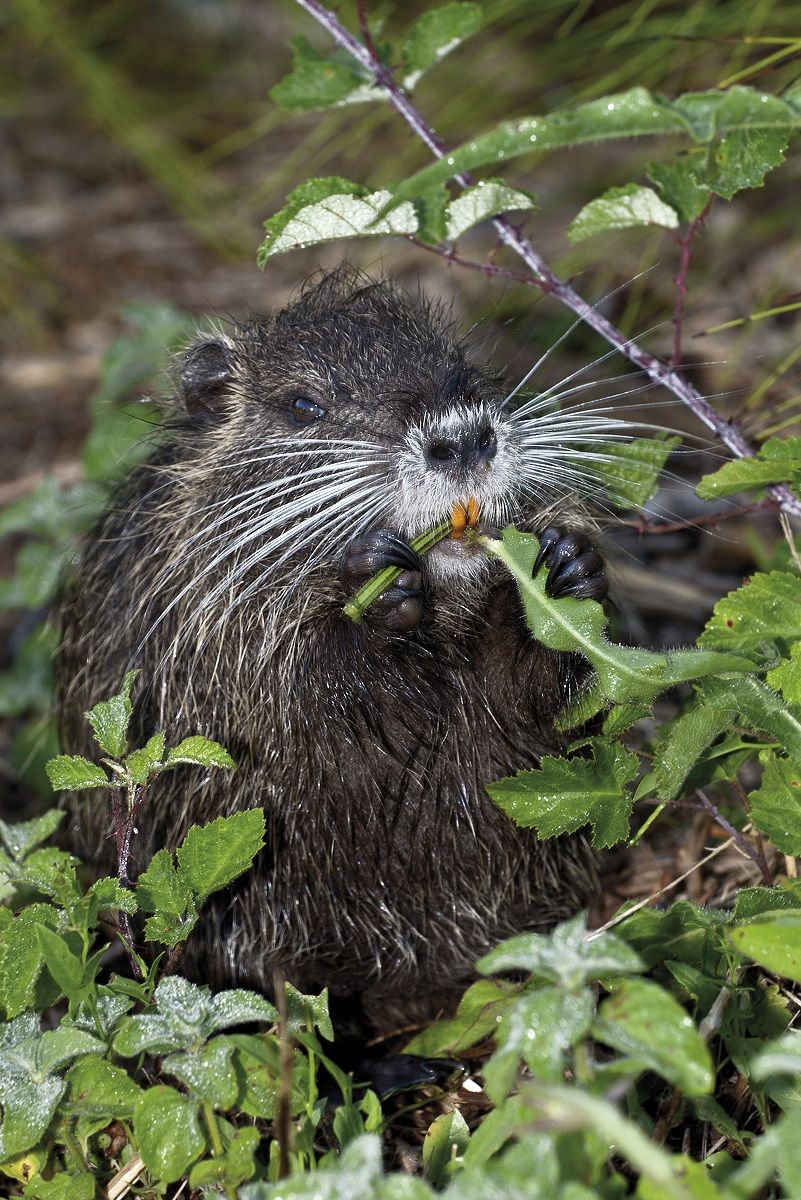 Nutria