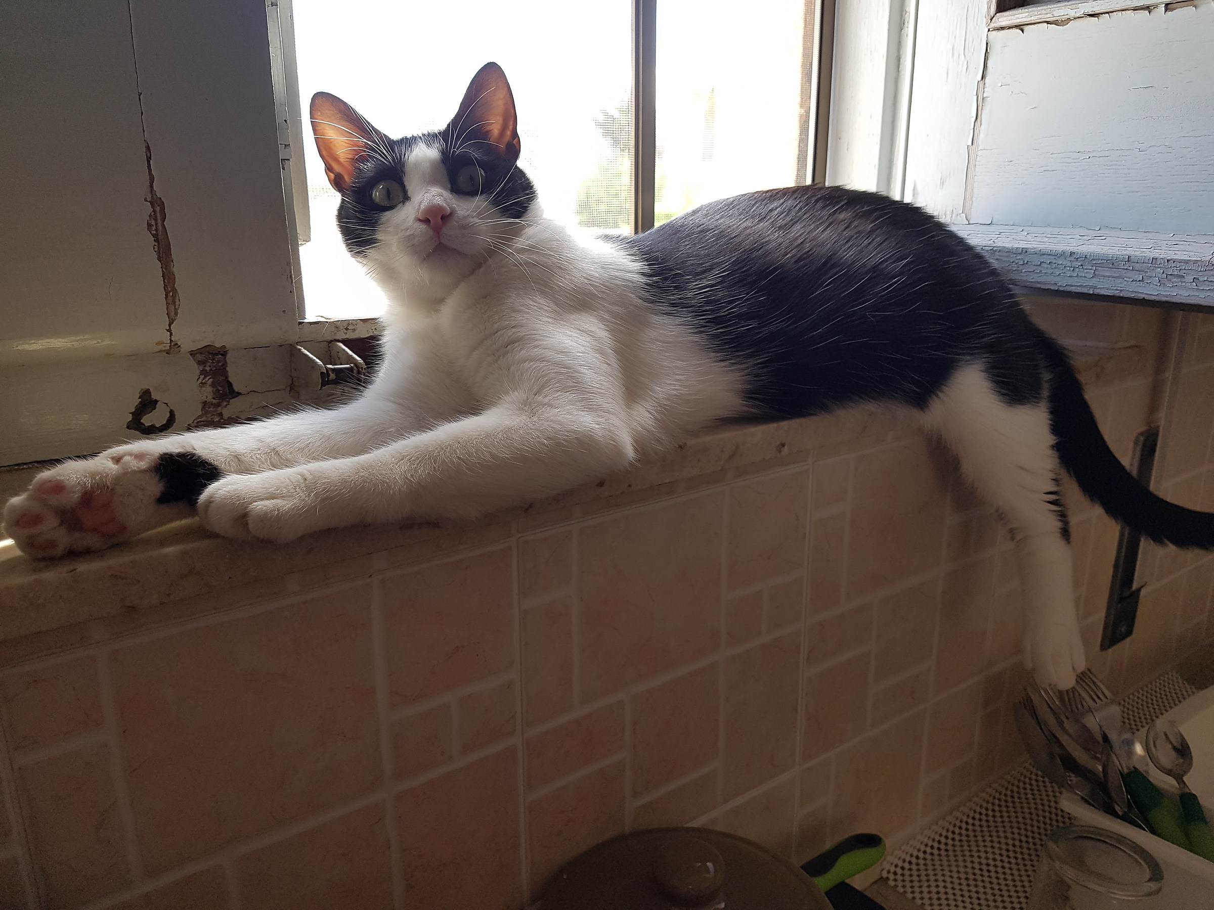 Macchia prende un po di fresco :)