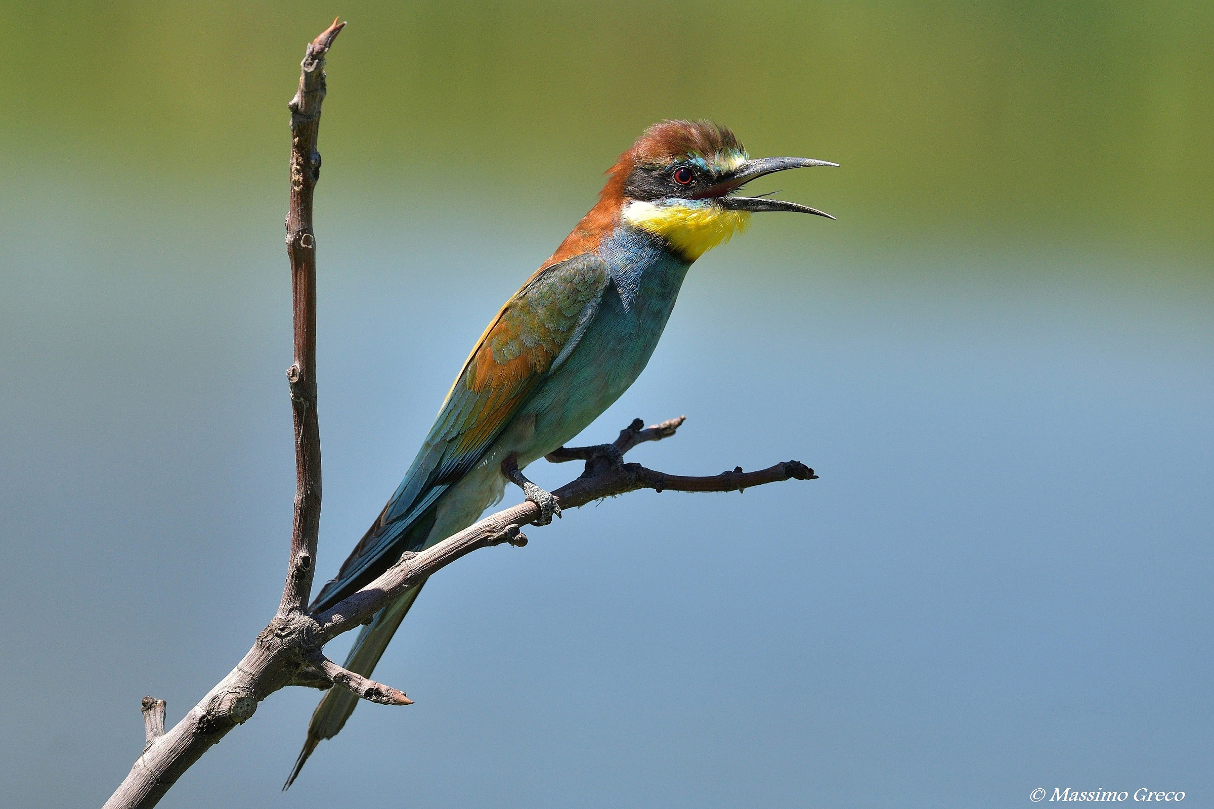 Il canto del Gruccione