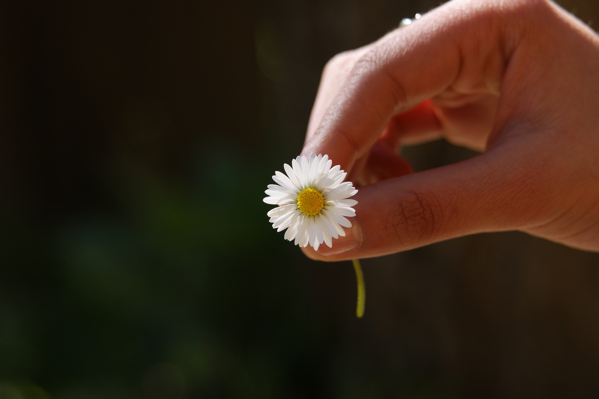 Delicate as a flower ....