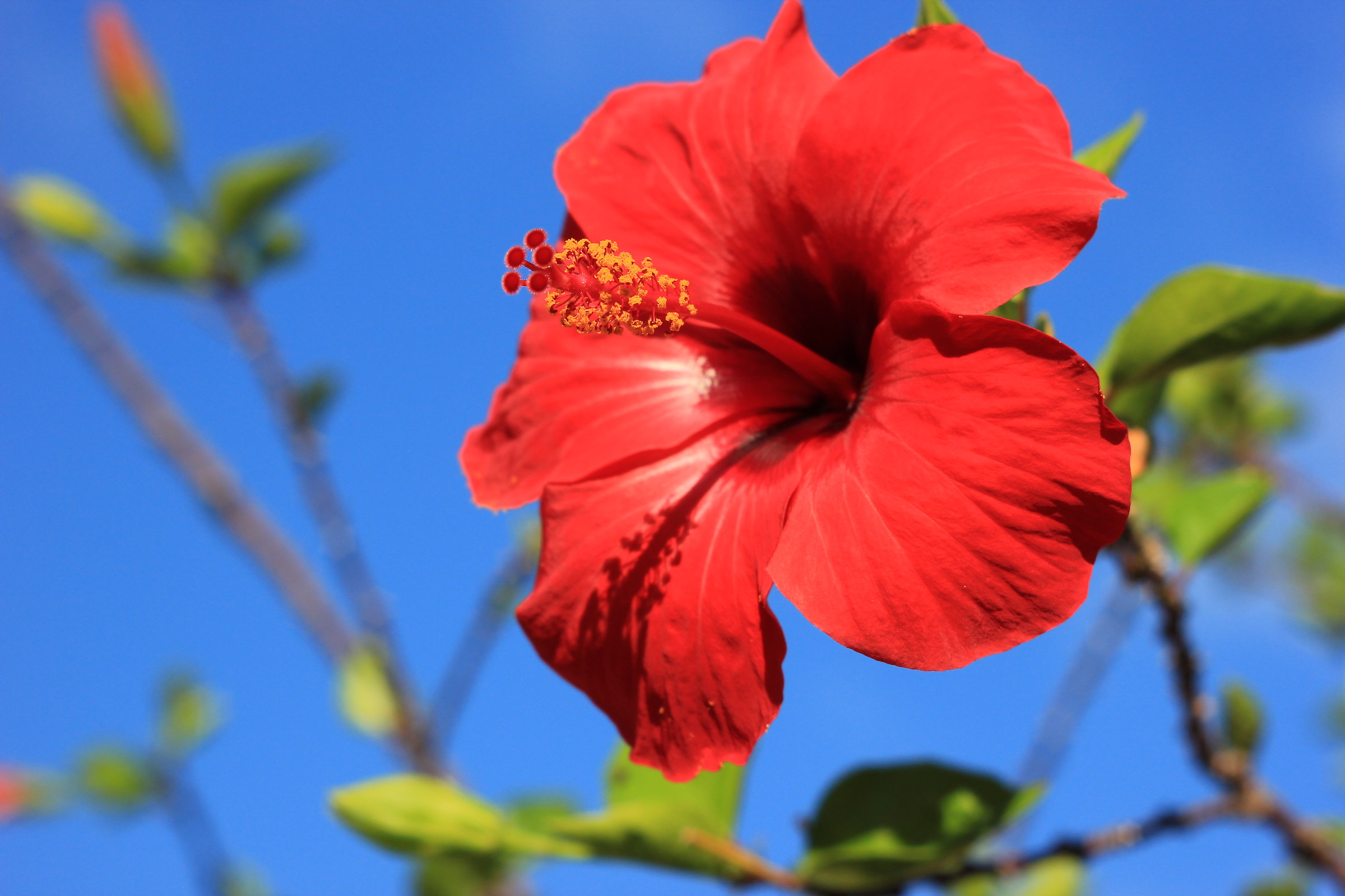 Hibiscus