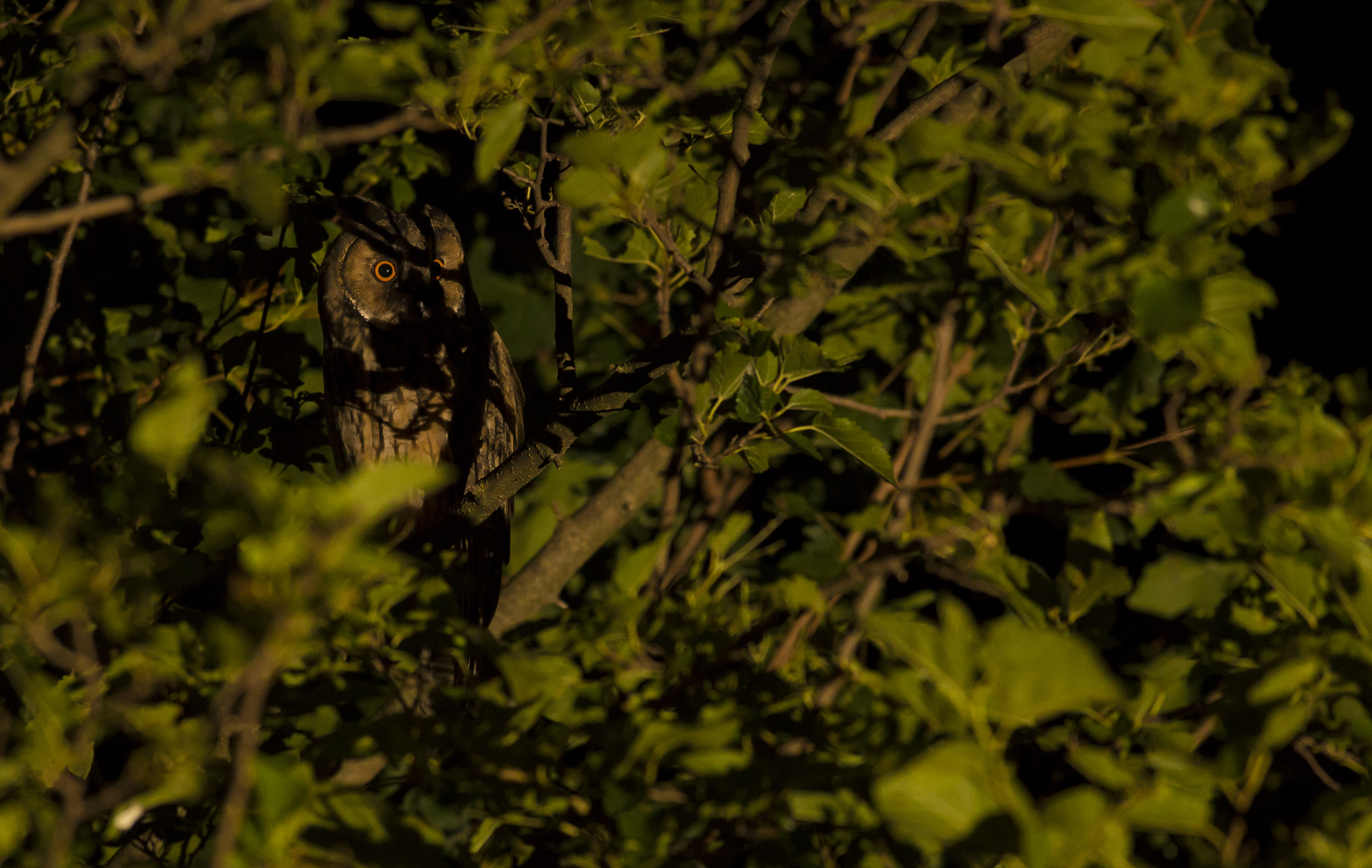 Common owl between branches
