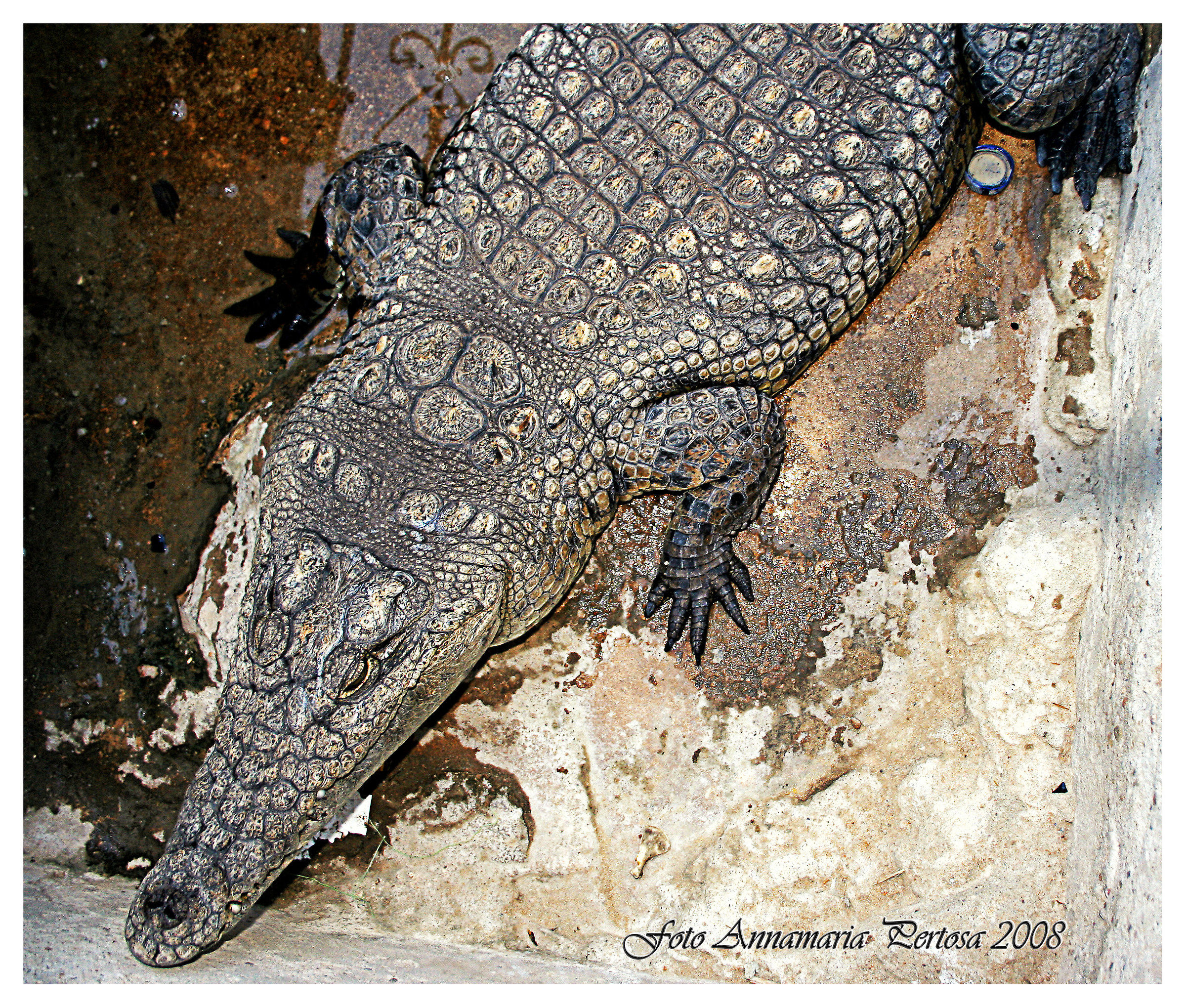 The crocodile, an Egyptian goddess