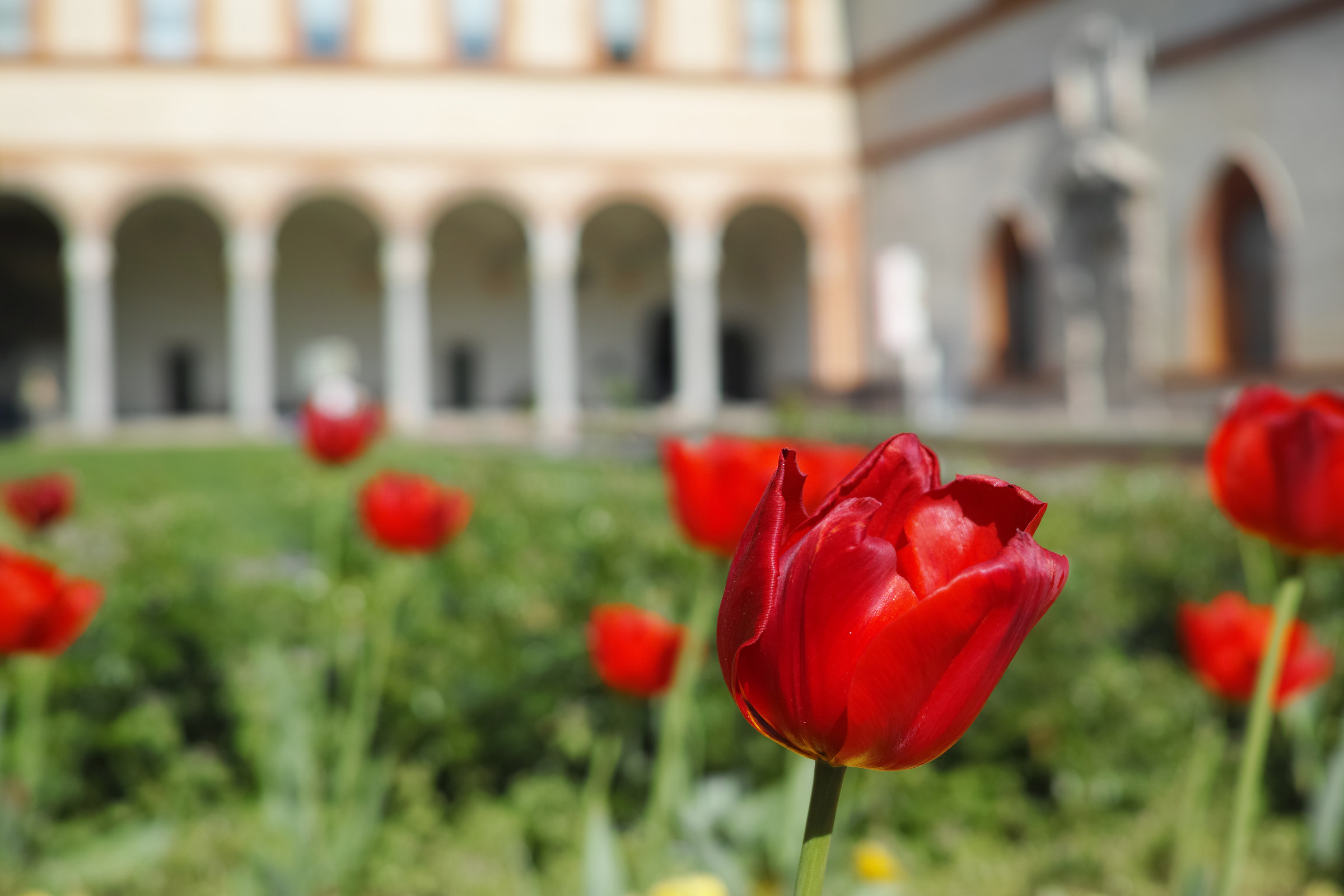 Tulips at the castle
